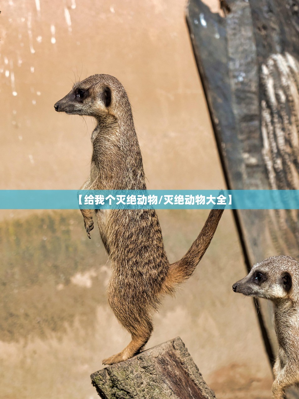 【给我个灭绝动物/灭绝动物大全】
