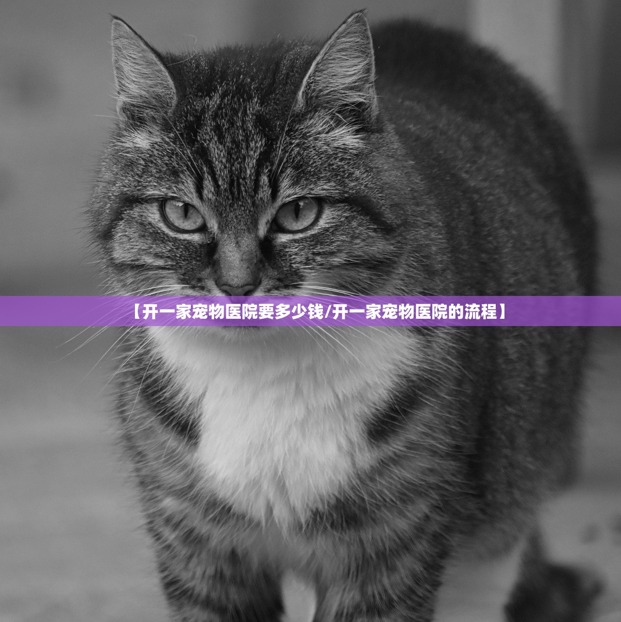 【开一家宠物医院要多少钱/开一家宠物医院的流程】 【开一家宠物医院要多少钱/开一家宠物医院的流程】
