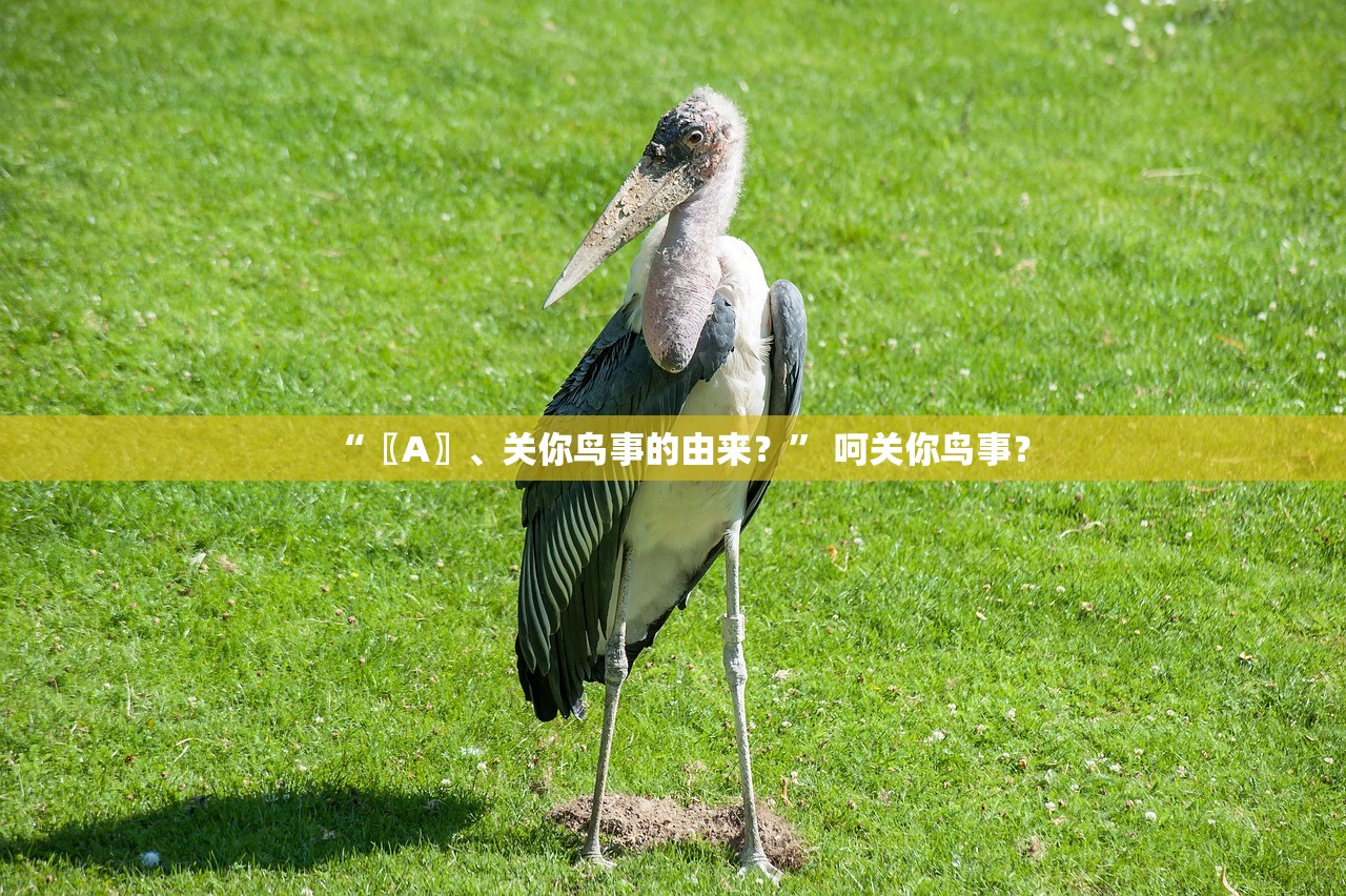 “〖A〗、关你鸟事的由来？” 呵关你鸟事？