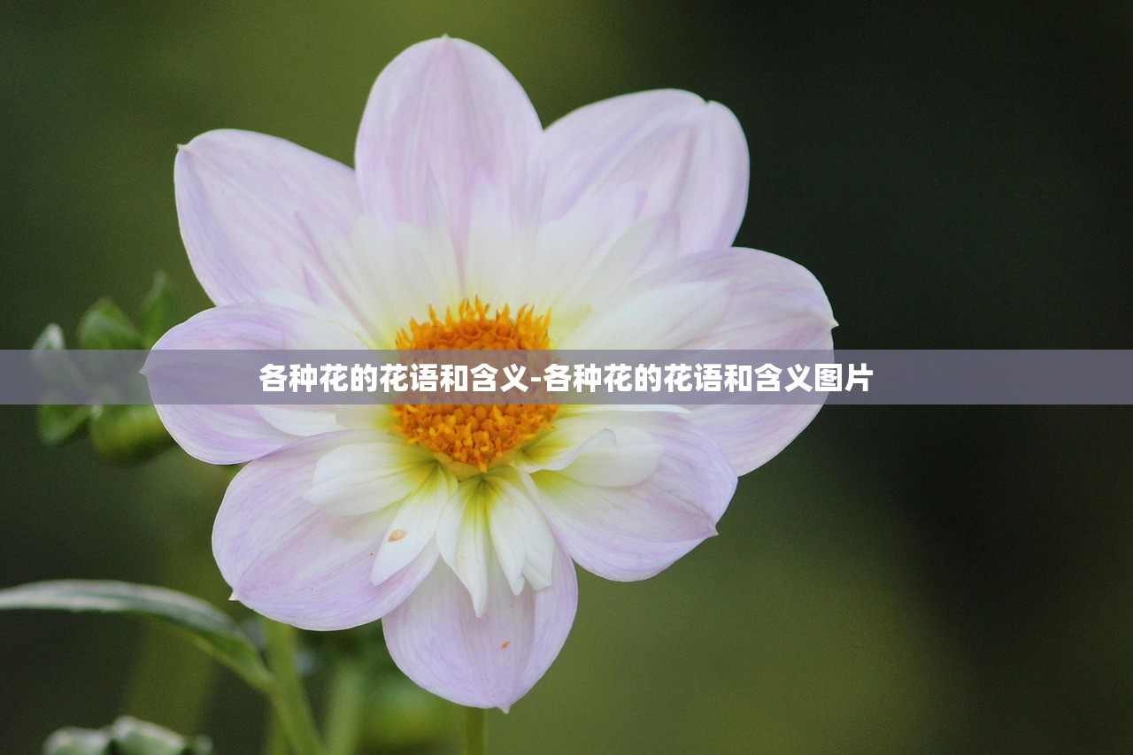 各种花的花语和含义-各种花的花语和含义图片