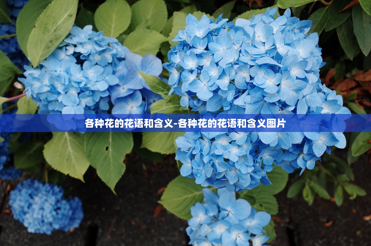 各种花的花语和含义-各种花的花语和含义图片