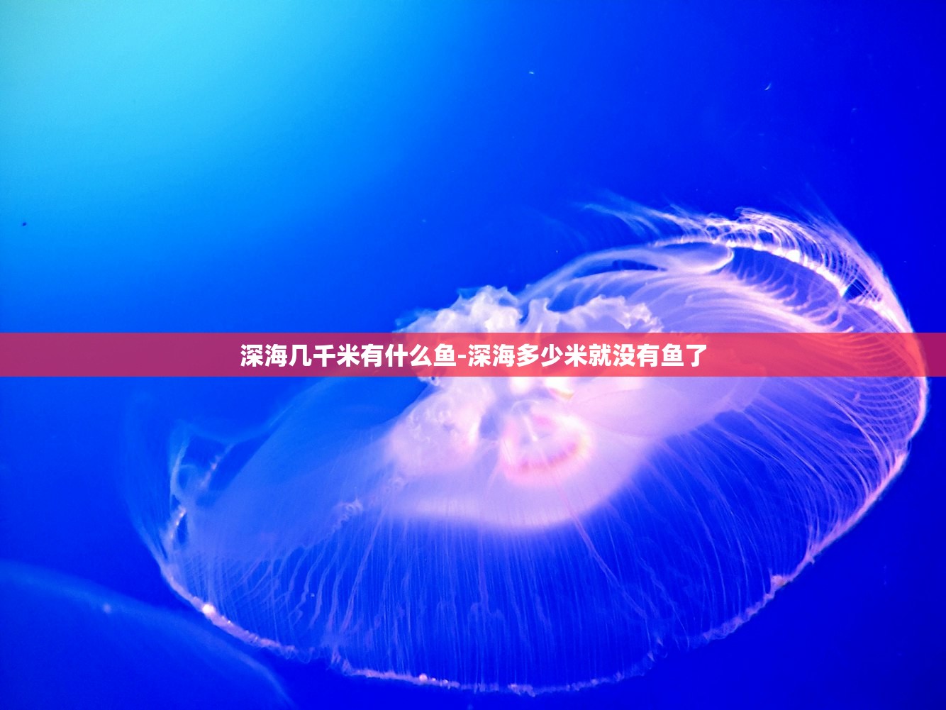 深海几千米有什么鱼-深海多少米就没有鱼了