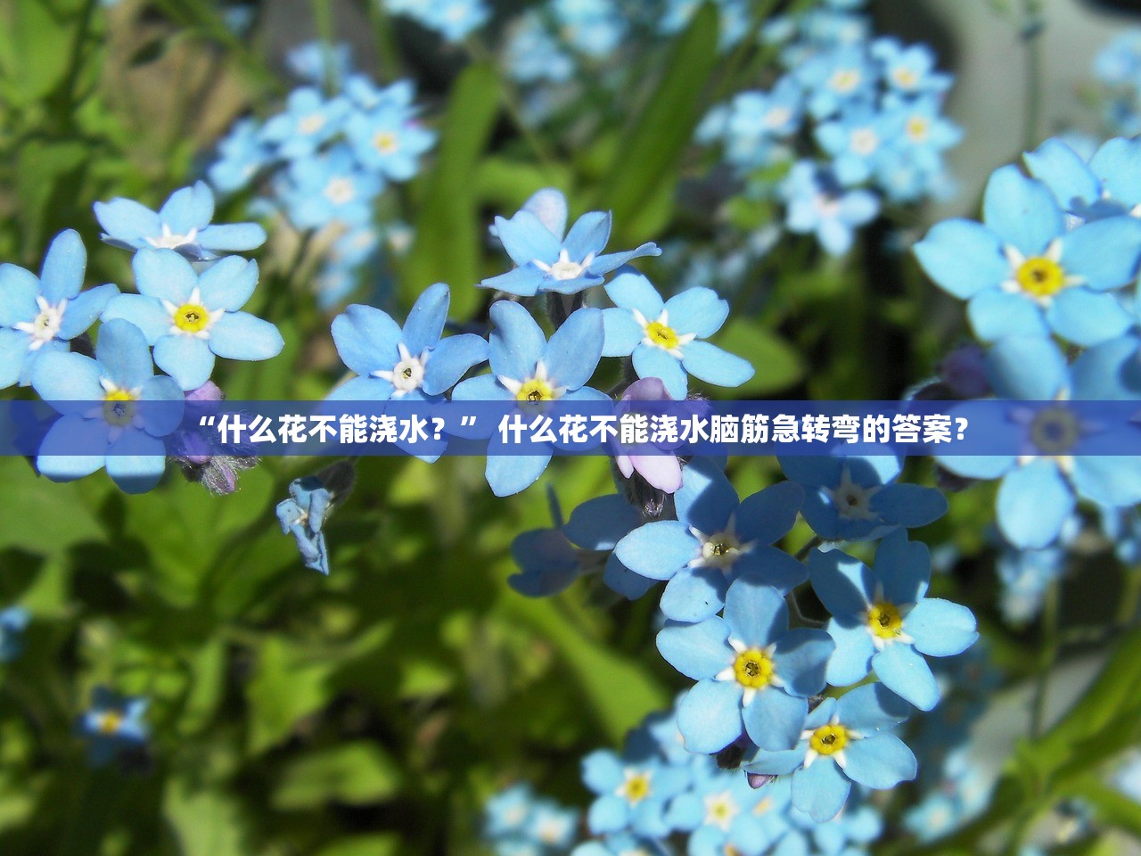 “什么花不能浇水？	” 什么花不能浇水脑筋急转弯的答案？