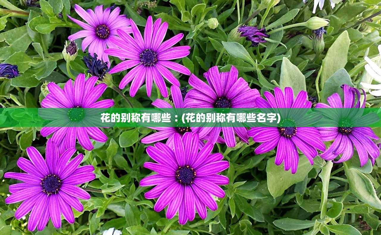 花的别称有哪些︰(花的别称有哪些名字)