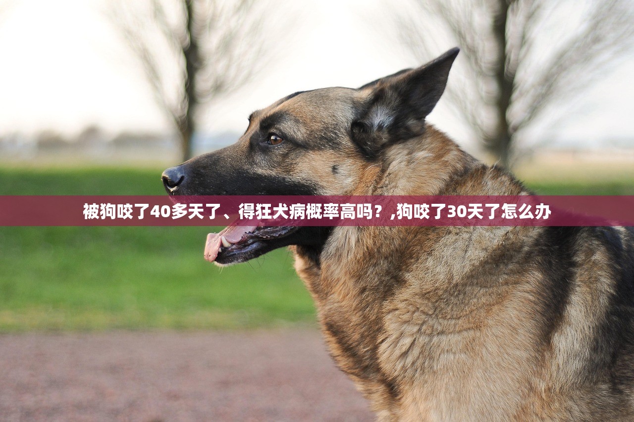 被狗咬了40多天了、得狂犬病概率高吗？,狗咬了30天了怎么办