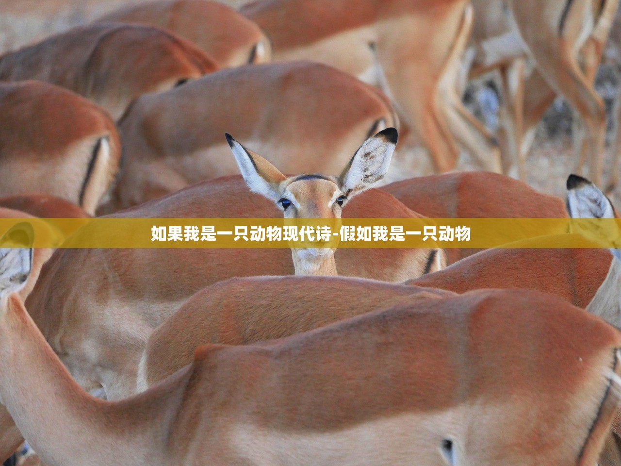如果我是一只动物现代诗-假如我是一只动物