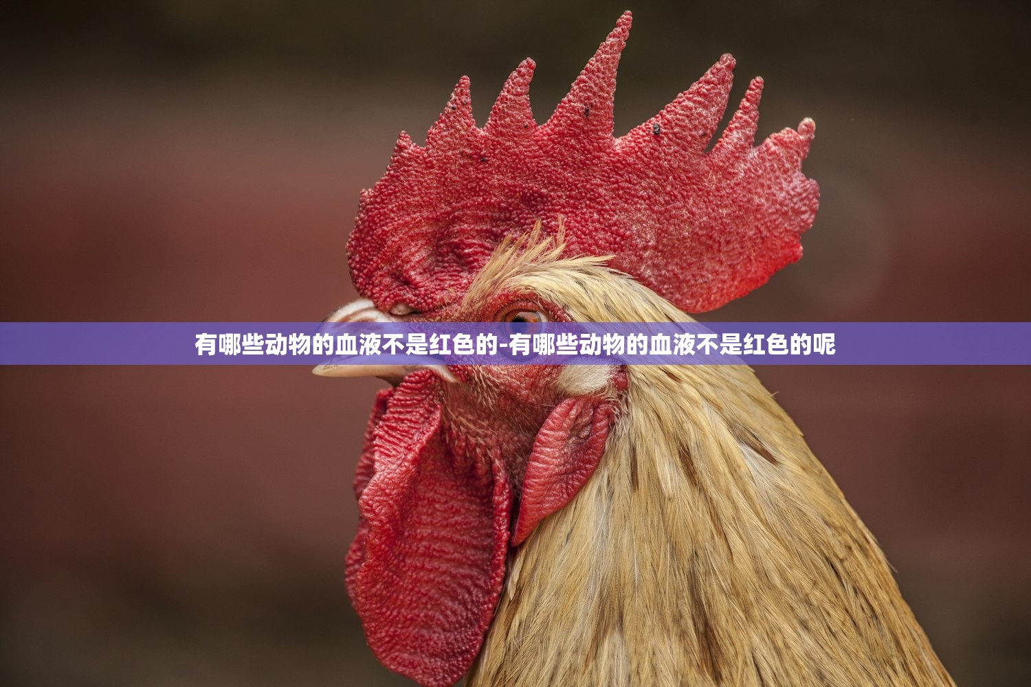 有哪些动物的血液不是红色的-有哪些动物的血液不是红色的呢 有哪些动物的血液不是红色的-有哪些动物的血液不是红色的呢
