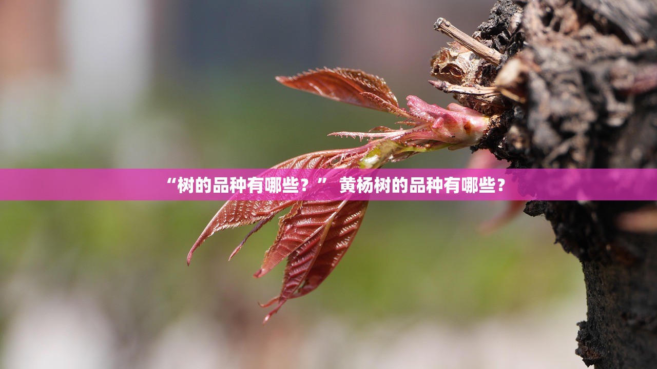 “树的品种有哪些？” 黄杨树的品种有哪些？