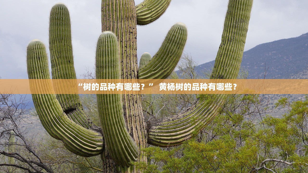 “树的品种有哪些？” 黄杨树的品种有哪些？
