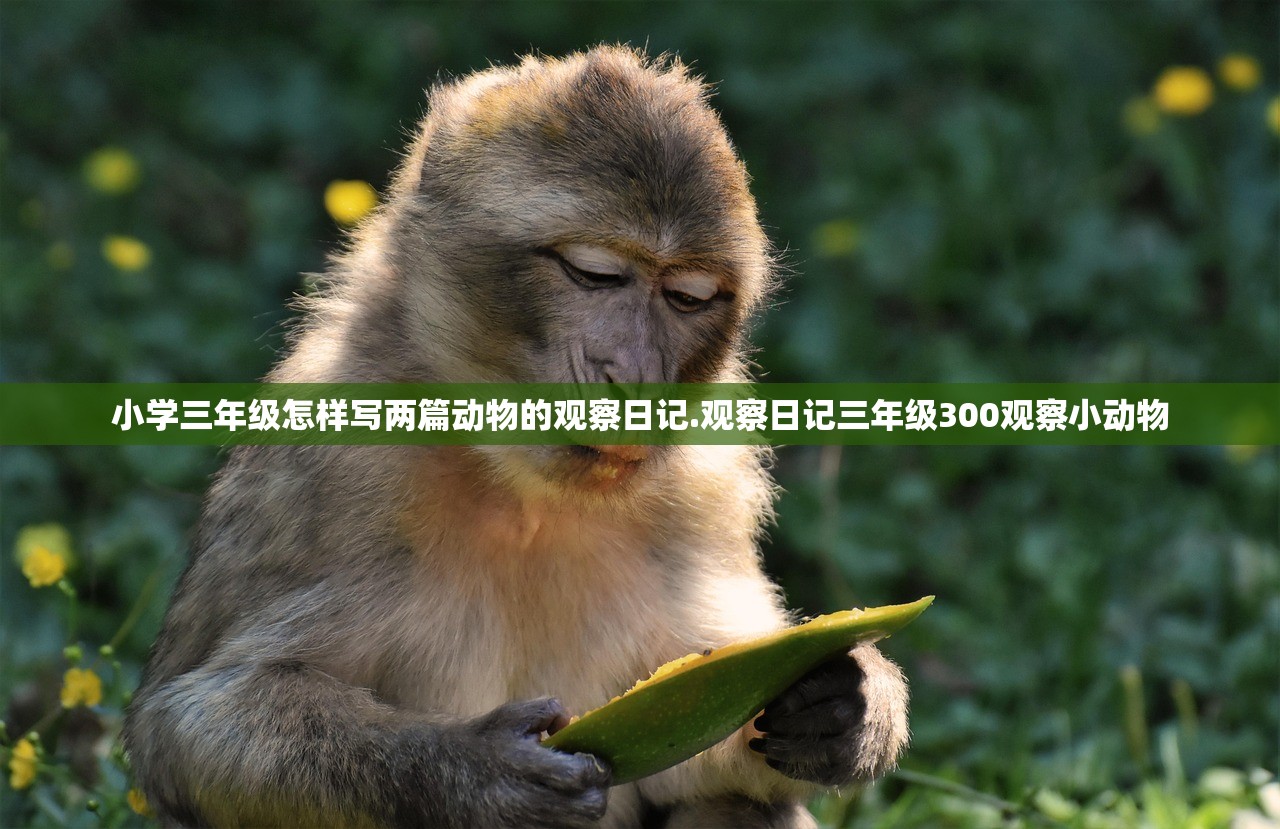 小学三年级怎样写两篇动物的观察日记.观察日记三年级300观察小动物