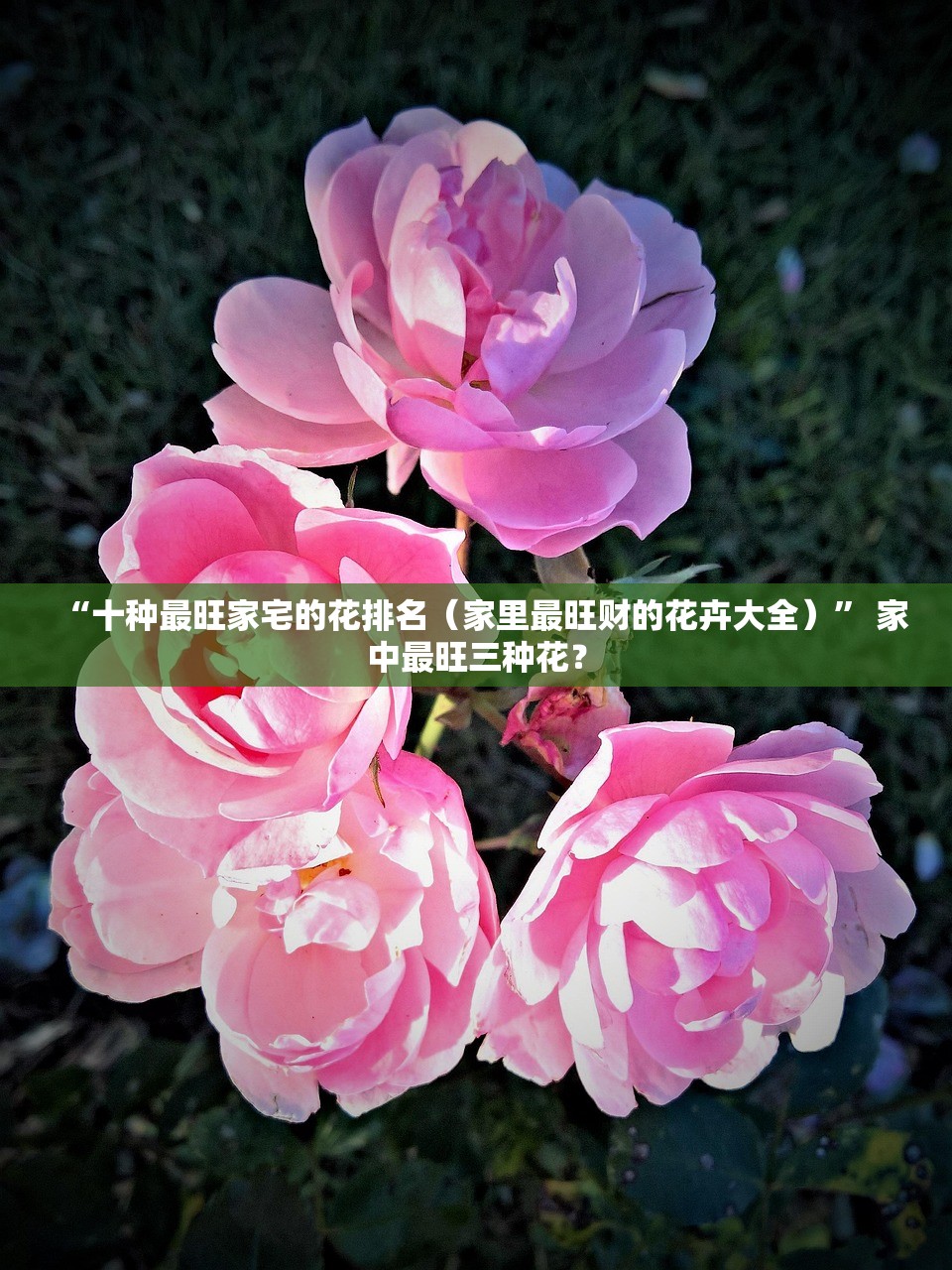 “十种最旺家宅的花排名（家里最旺财的花卉大全）” 家中最旺三种花？
