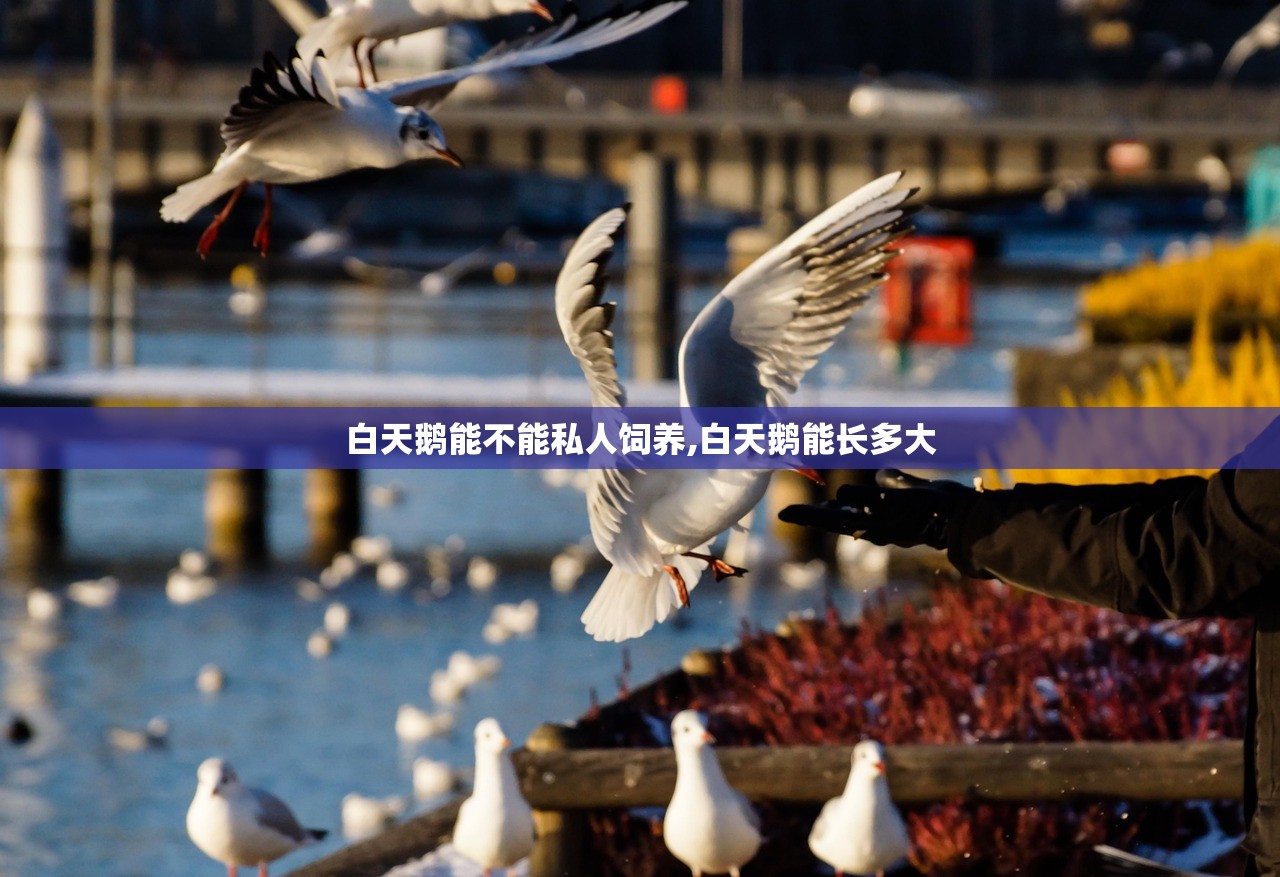 白天鹅能不能私人饲养,白天鹅能长多大 白天鹅能不能私人饲养,白天鹅能长多大