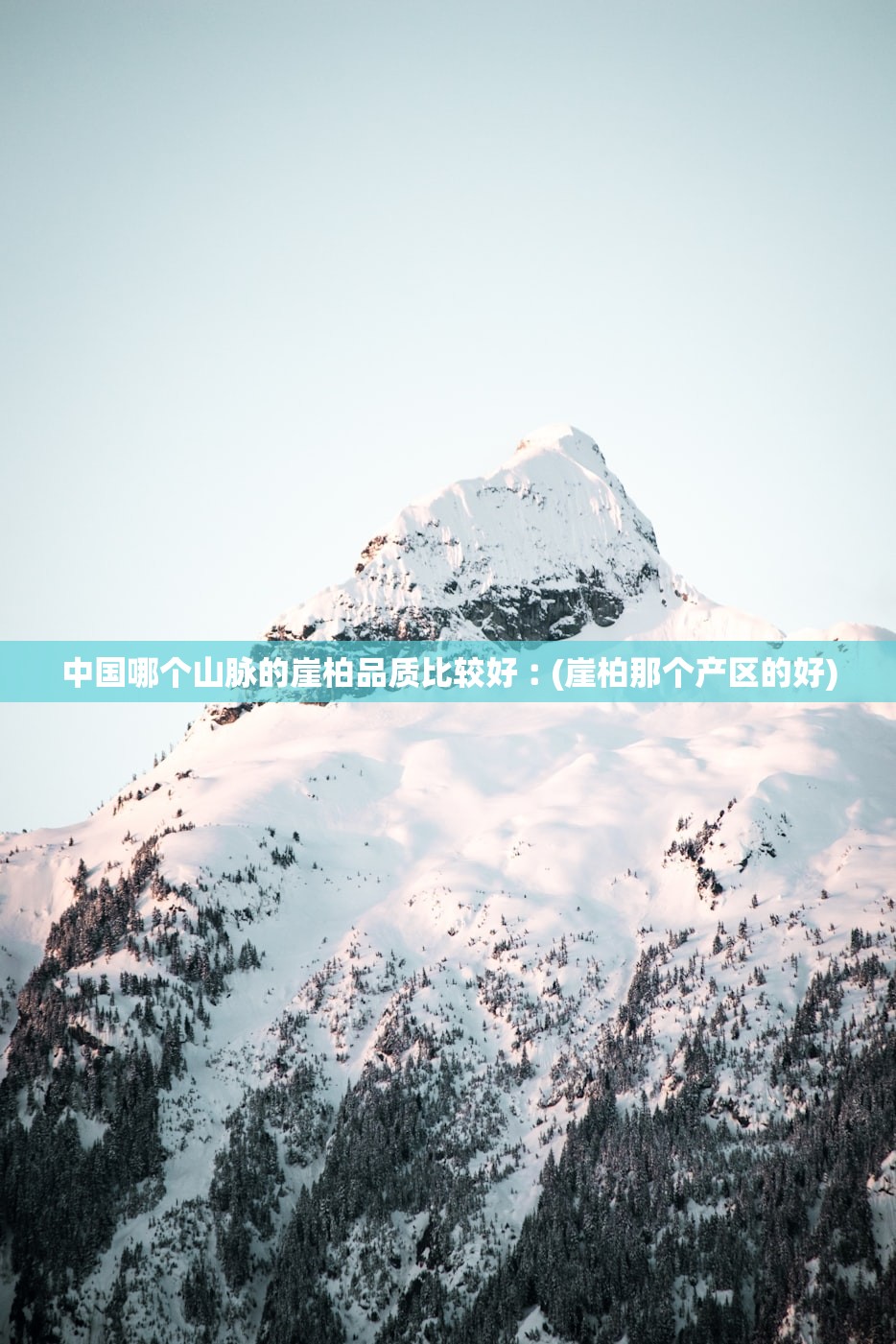 中国哪个山脉的崖柏品质比较好︰(崖柏那个产区的好)