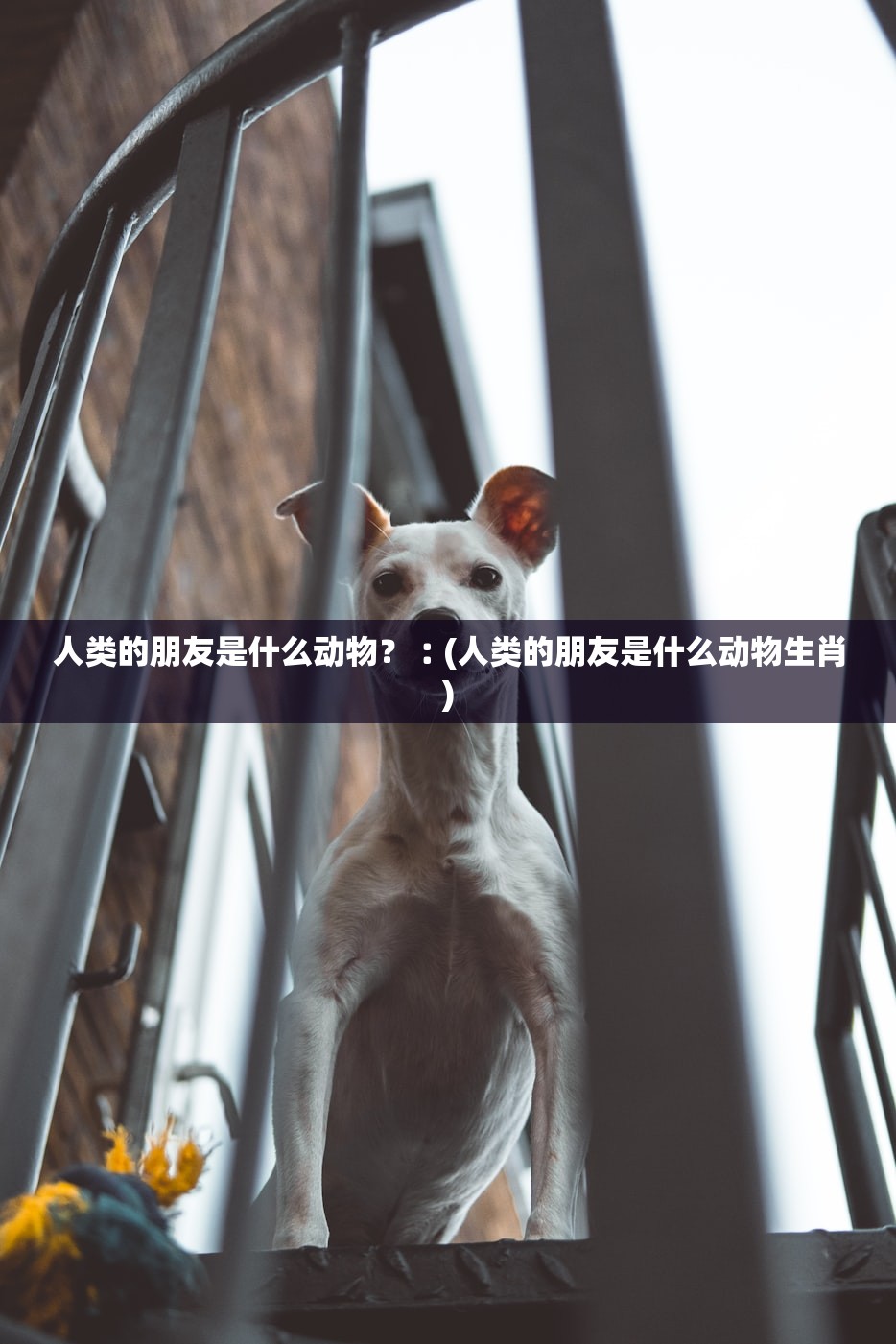 人类的朋友是什么动物?︰(人类的朋友是什么动物生肖) 人类的朋友是什么动物?︰(人类的朋友是什么动物生肖)