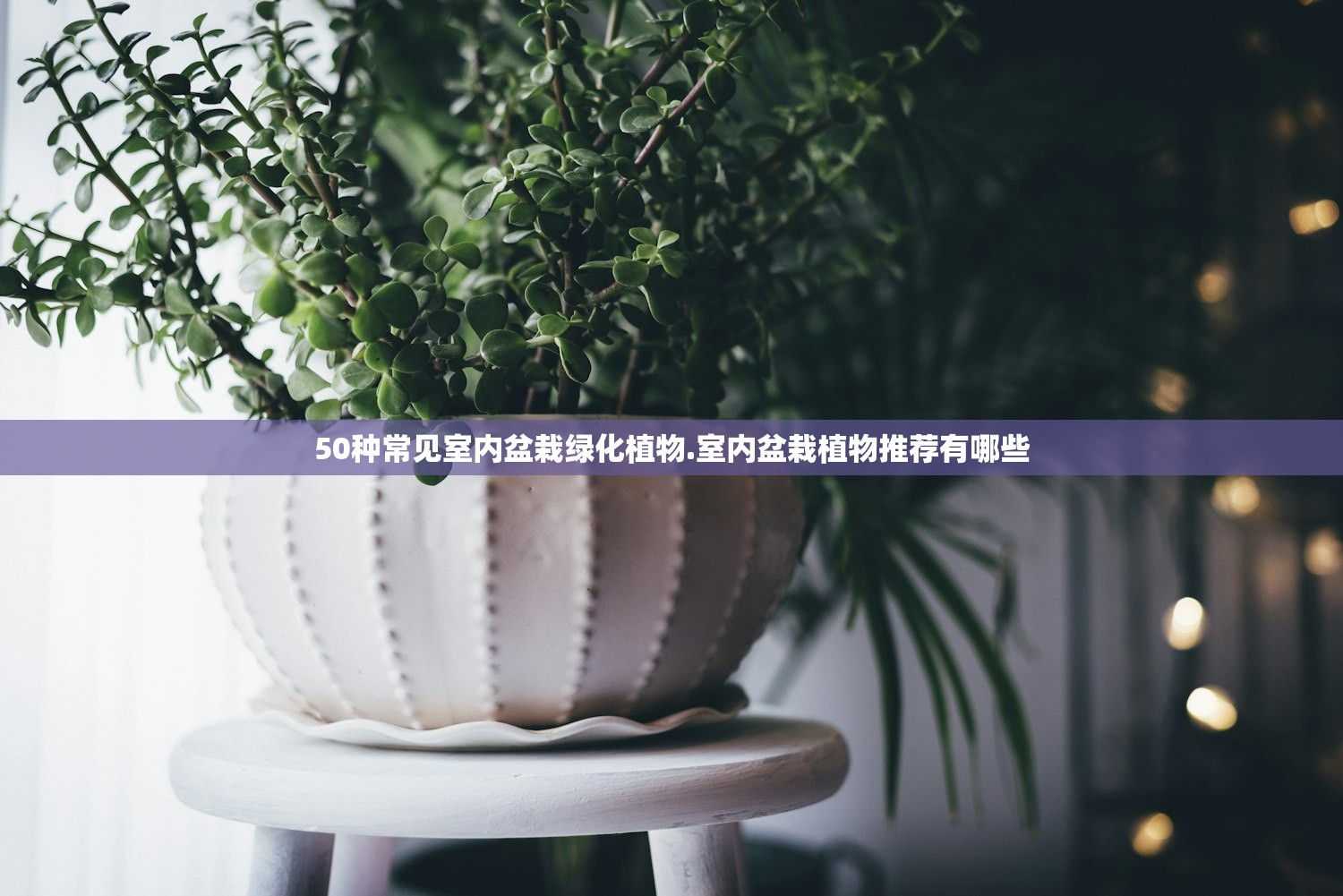 50种常见室内盆栽绿化植物.室内盆栽植物推荐有哪些