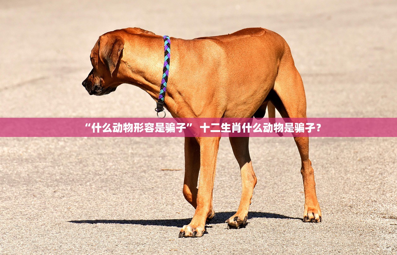 “什么动物形容是骗子” 十二生肖什么动物是骗孑？
