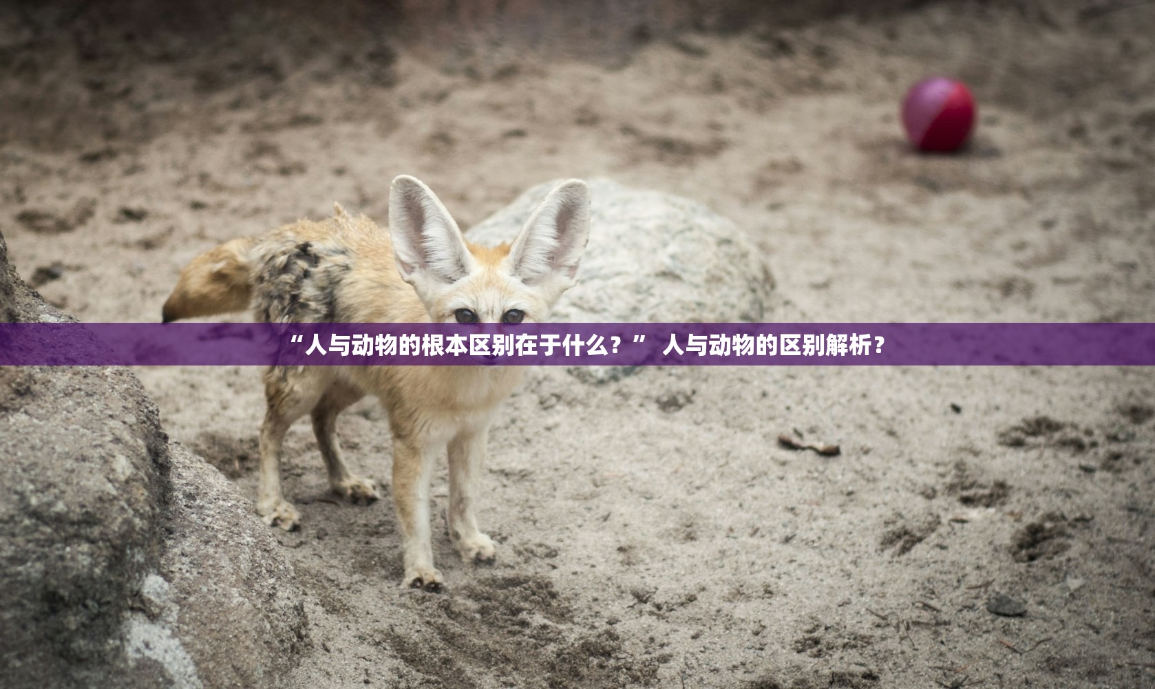 “人与动物的根本区别在于什么？” 人与动物的区别解析？