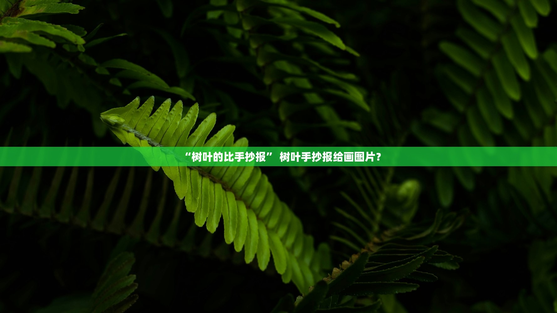 “树叶的比手抄报” 树叶手抄报给画图片？