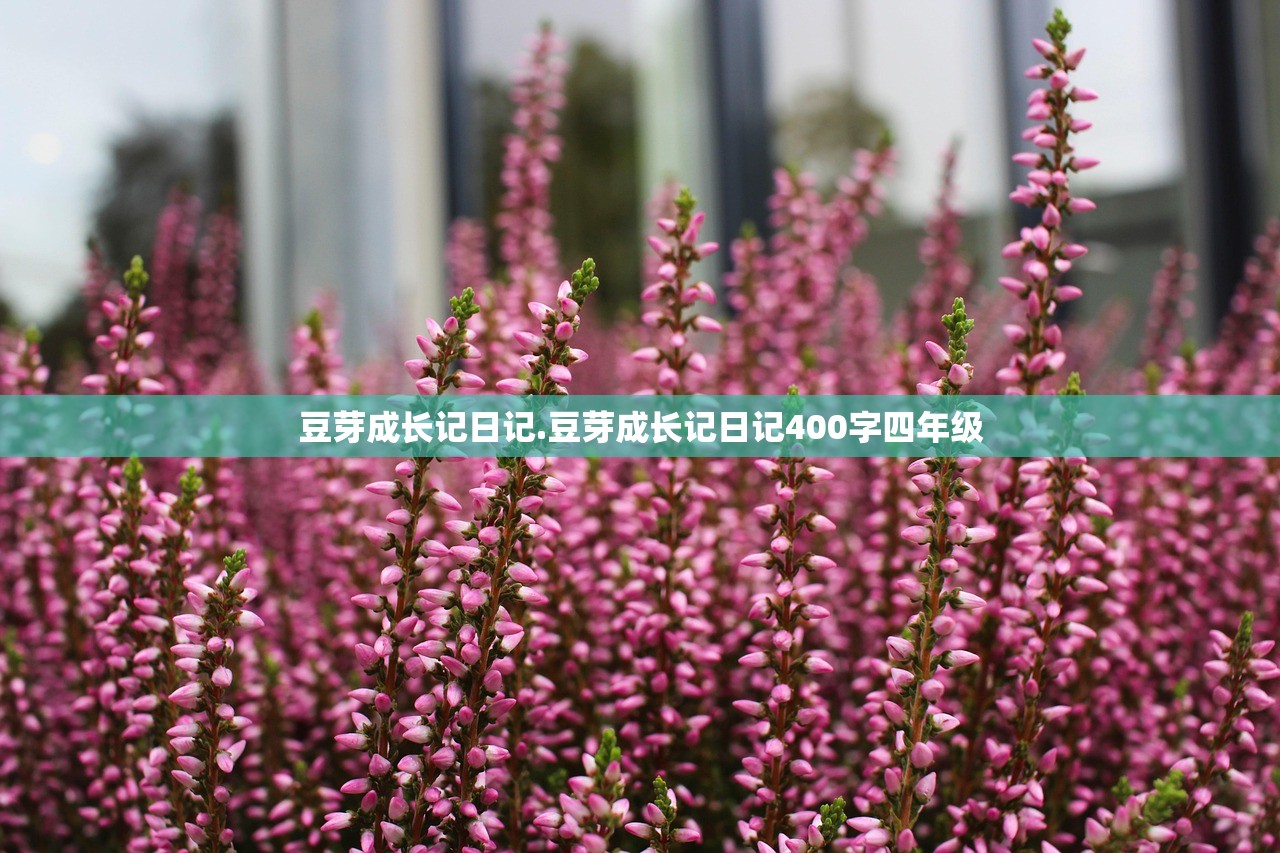 豆芽成长记日记.豆芽成长记日记400字四年级