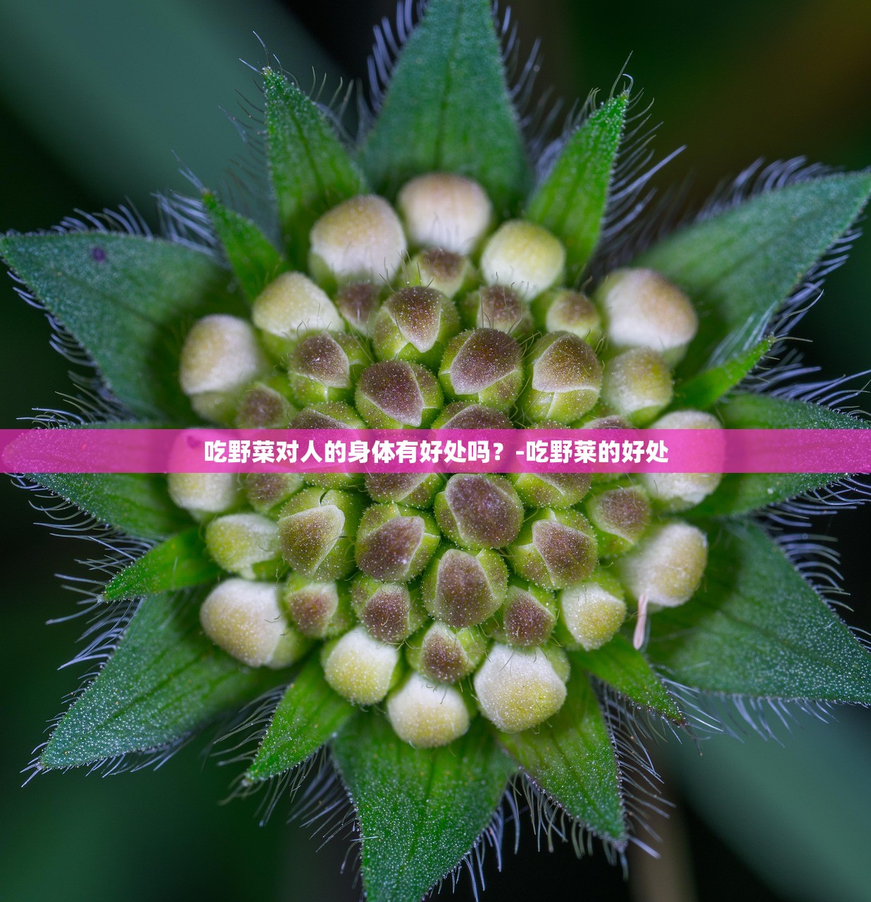 吃野菜对人的身体有好处吗？-吃野莱的好处