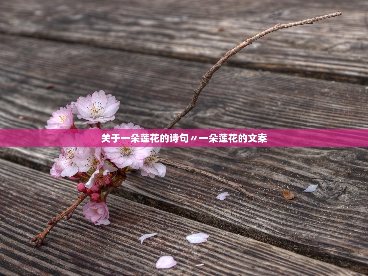 关于一朵莲花的诗句〃一朵莲花的文案