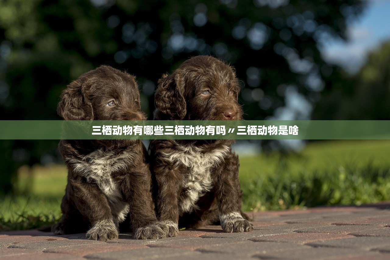 三栖动物有哪些三栖动物有吗〃三栖动物是啥