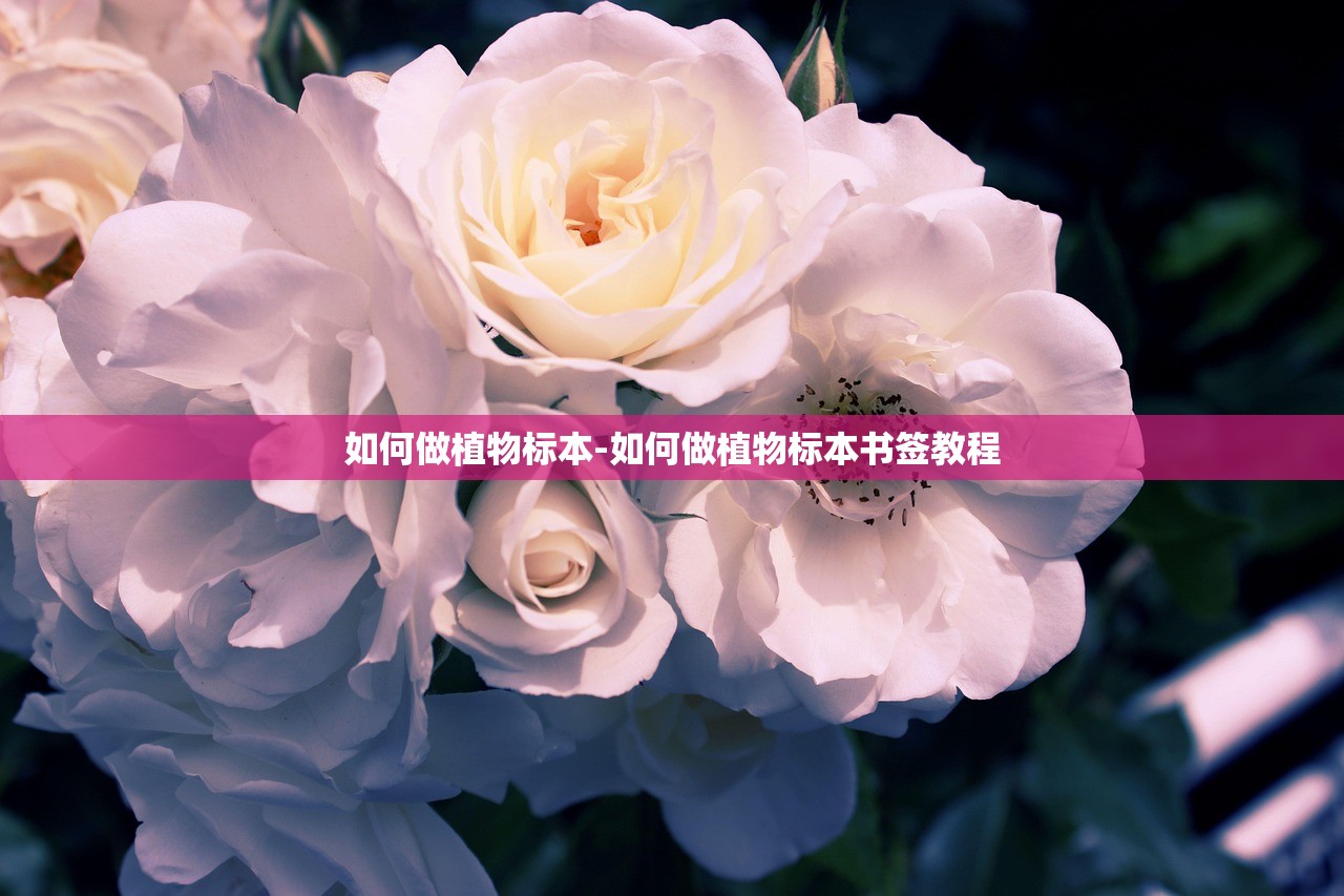 如何做植物标本-如何做植物标本书签教程 如何做植物标本-如何做植物标本书签教程