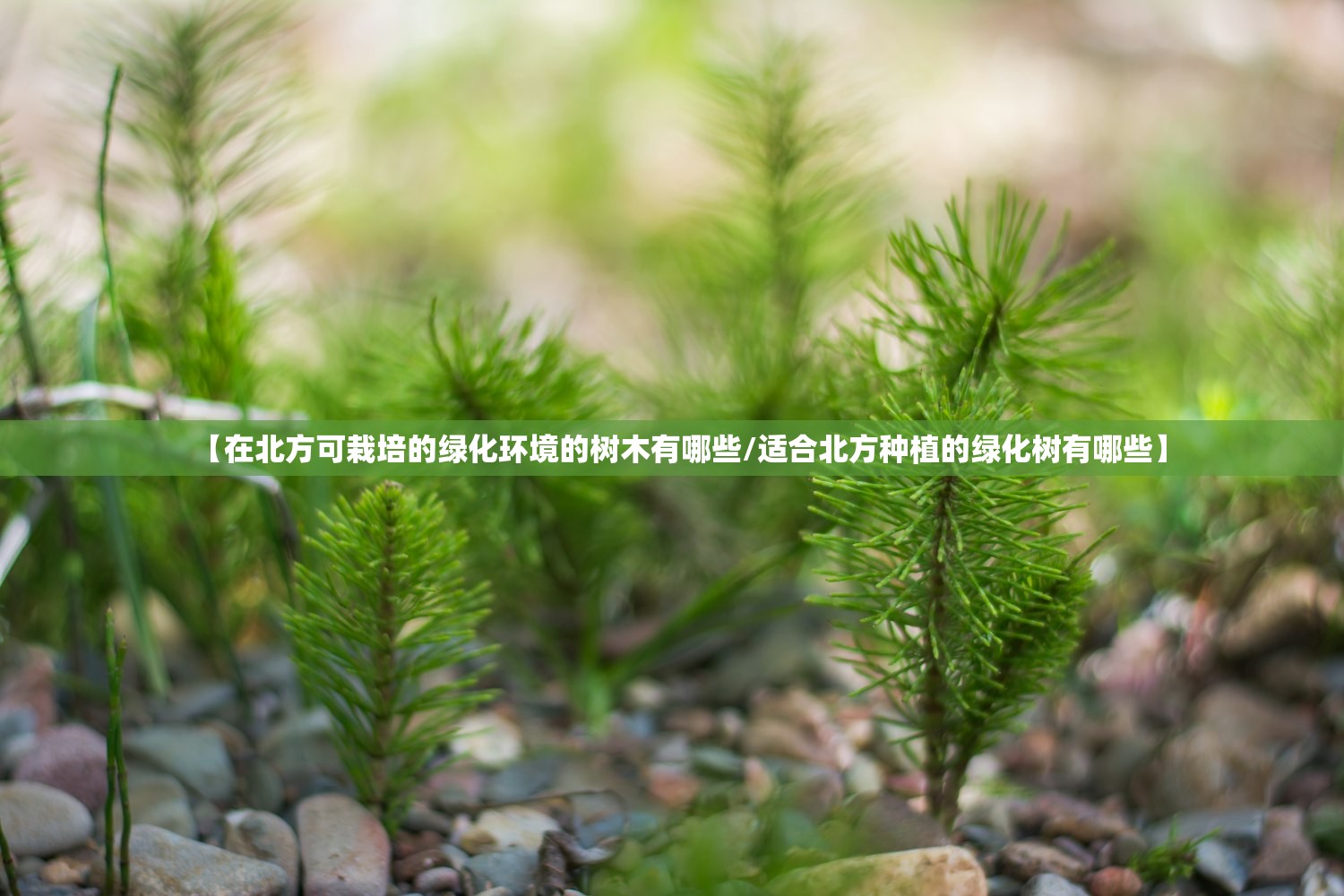 【在北方可栽培的绿化环境的树木有哪些/适合北方种植的绿化树有哪些】