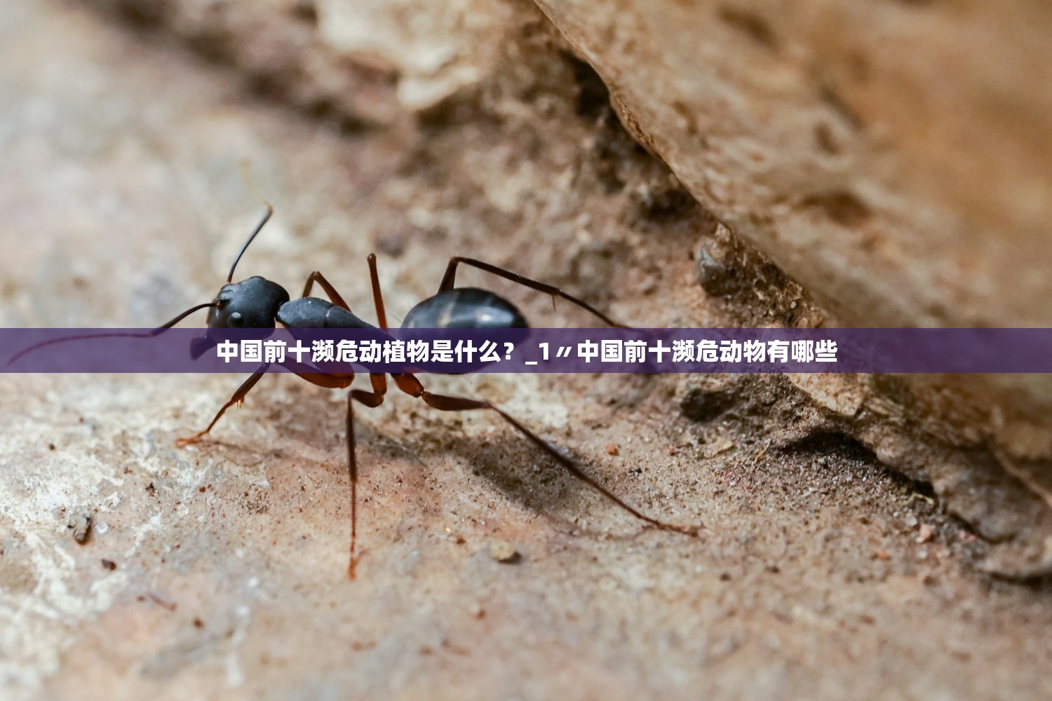 中国前十濒危动植物是什么？_1〃中国前十濒危动物有哪些