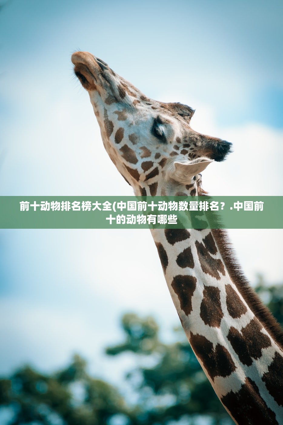 前十动物排名榜大全(中国前十动物数量排名?.中国前十的动物有哪些 前十动物排名榜大全(中国前十动物数量排名?.中国前十的动物有哪些