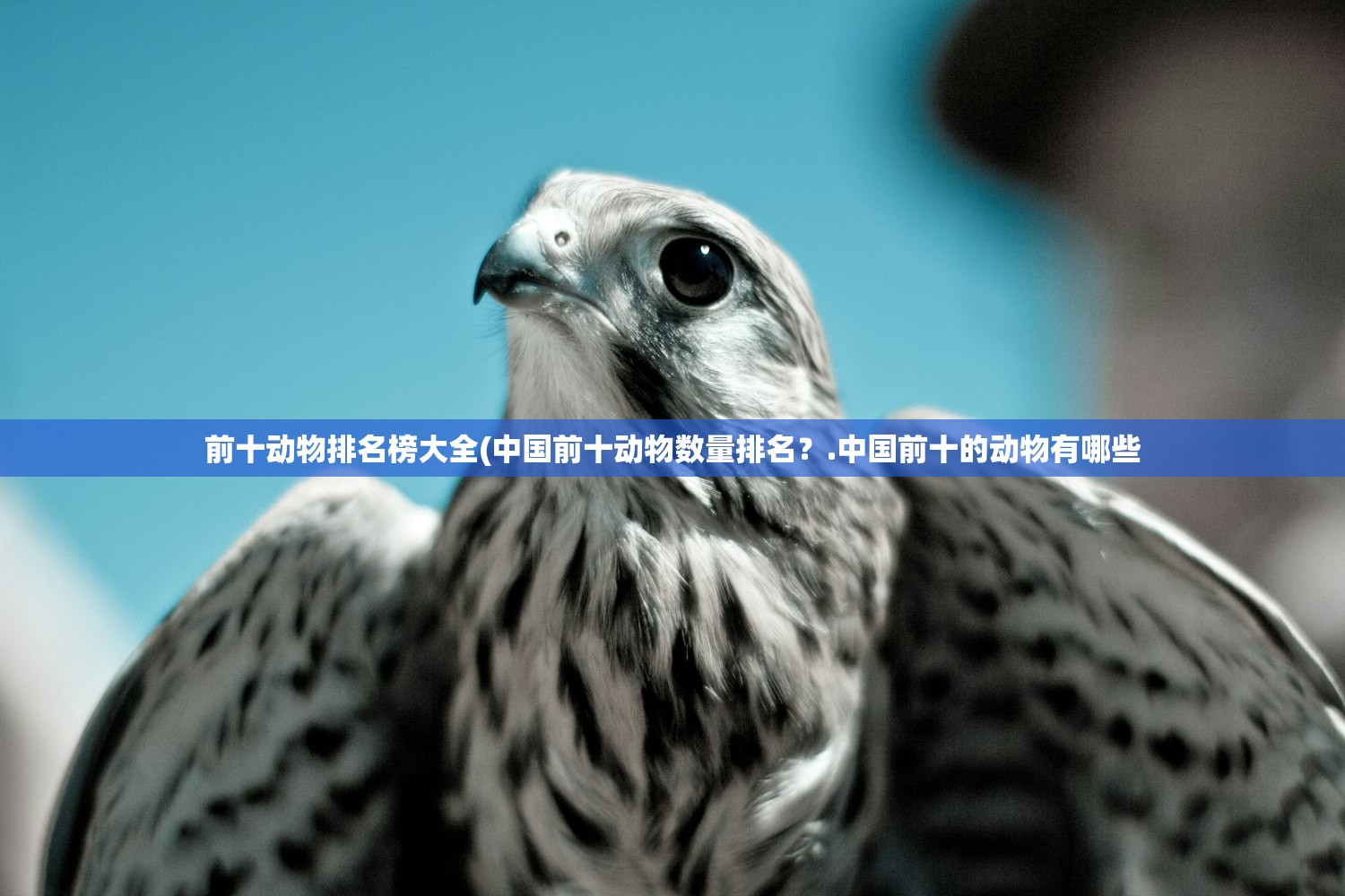 前十动物排名榜大全(中国前十动物数量排名?.中国前十的动物有哪些 前十动物排名榜大全(中国前十动物数量排名?.中国前十的动物有哪些