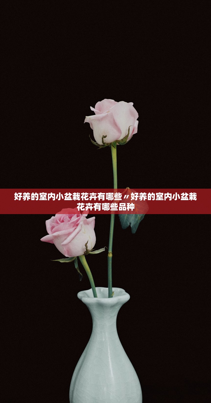 好养的室内小盆栽花卉有哪些〃好养的室内小盆栽花卉有哪些品种