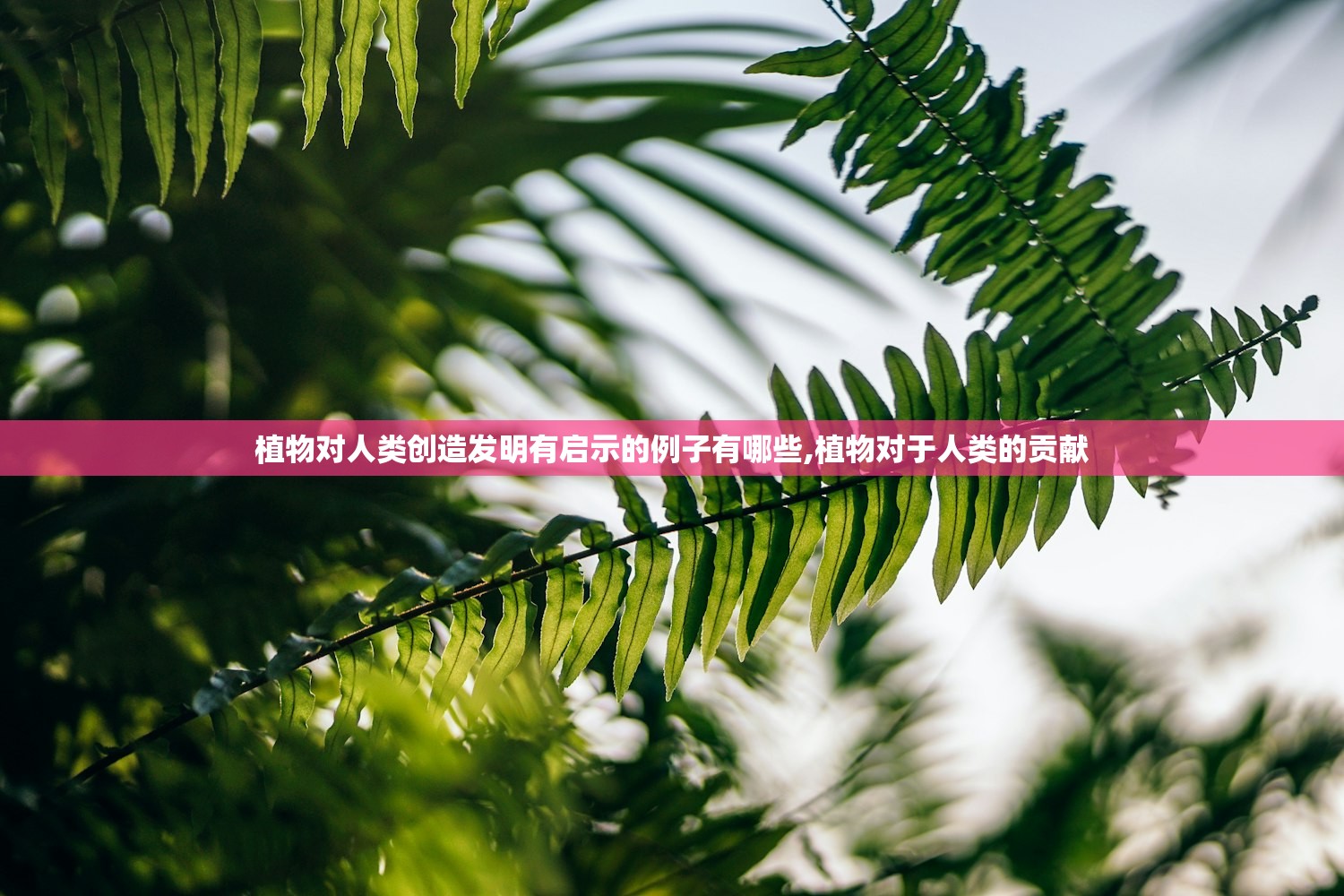 植物对人类创造发明有启示的例子有哪些,植物对于人类的贡献 植物对人类创造发明有启示的例子有哪些,植物对于人类的贡献