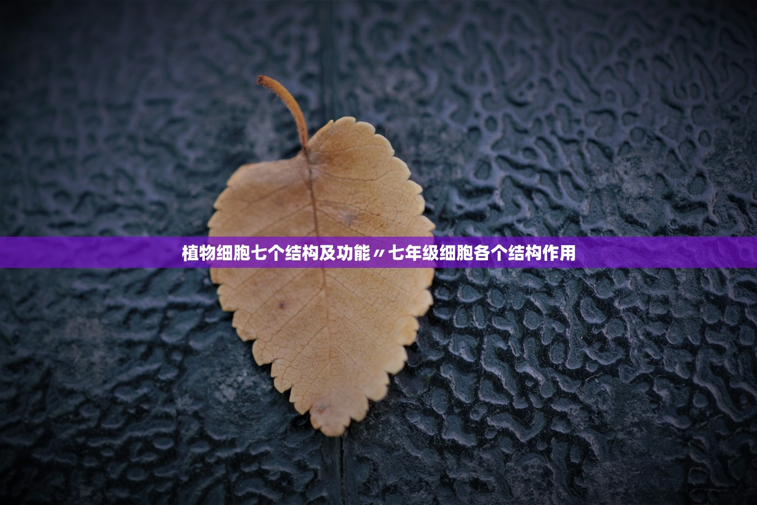 植物细胞七个结构及功能〃七年级细胞各个结构作用