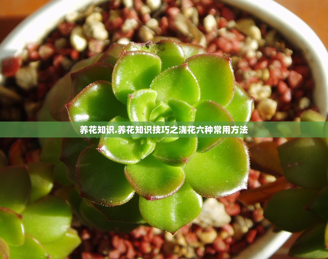 养花知识.养花知识技巧之浇花六种常用方法 养花知识.养花知识技巧之浇花六种常用方法