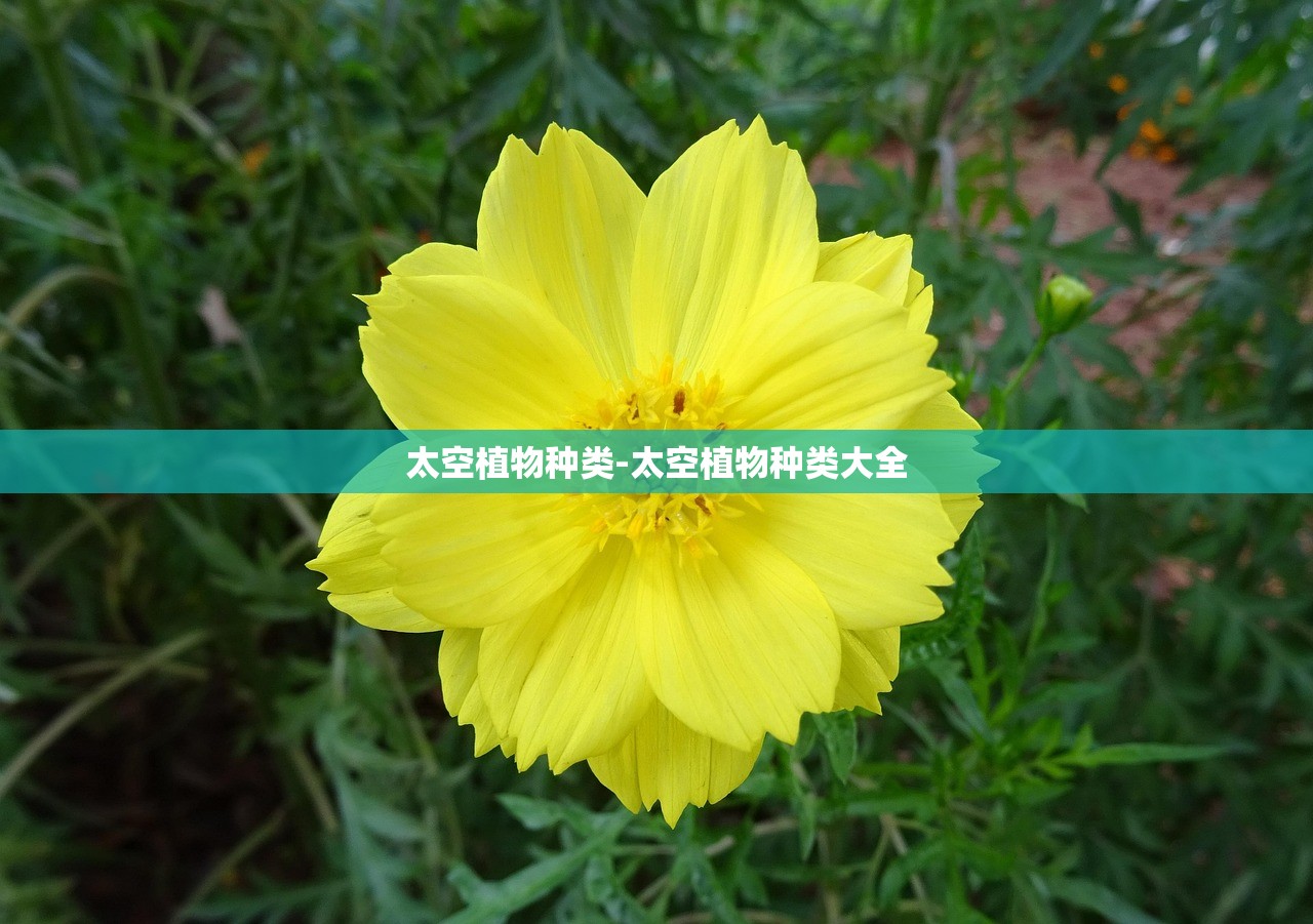 太空植物种类-太空植物种类大全