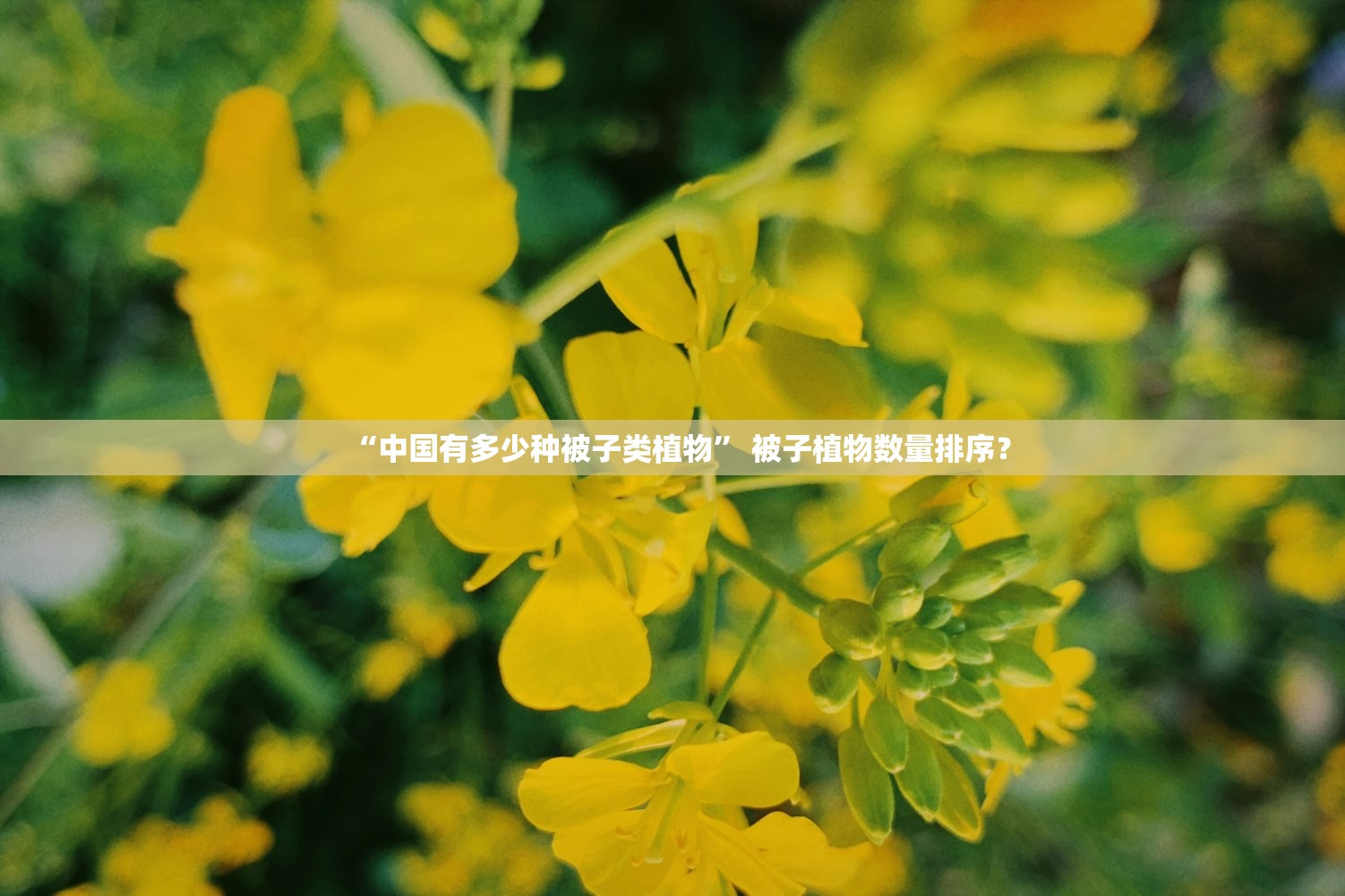 “中国有多少种被子类植物” 被子植物数量排序？