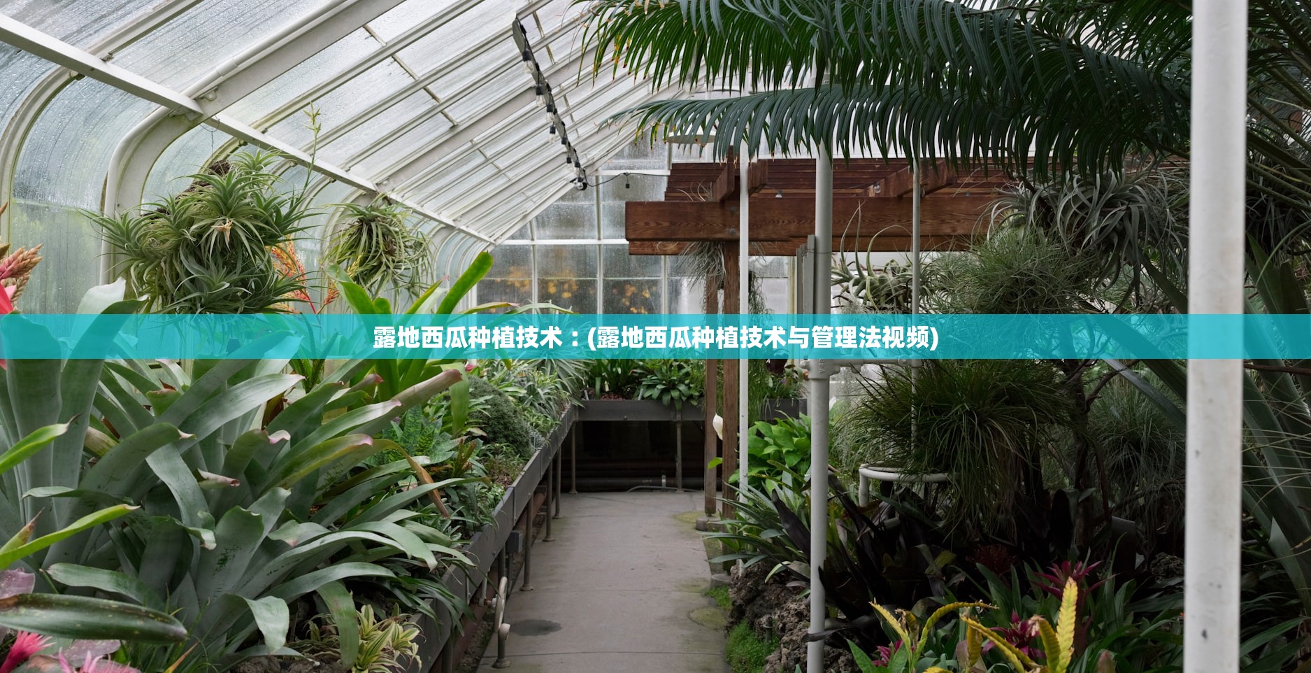 露地西瓜种植技术︰(露地西瓜种植技术与管理法视频)