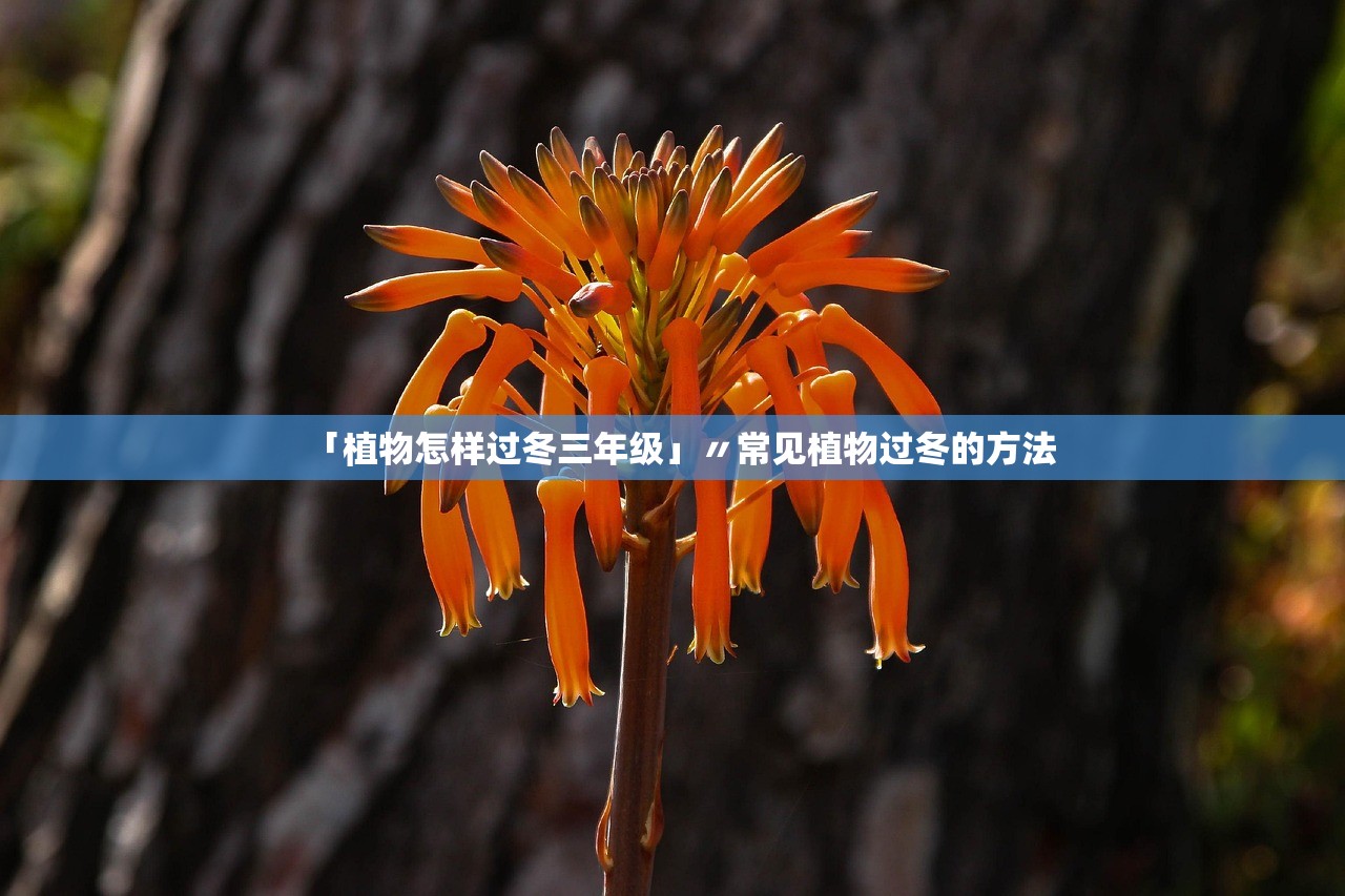「植物怎样过冬三年级」〃常见植物过冬的方法