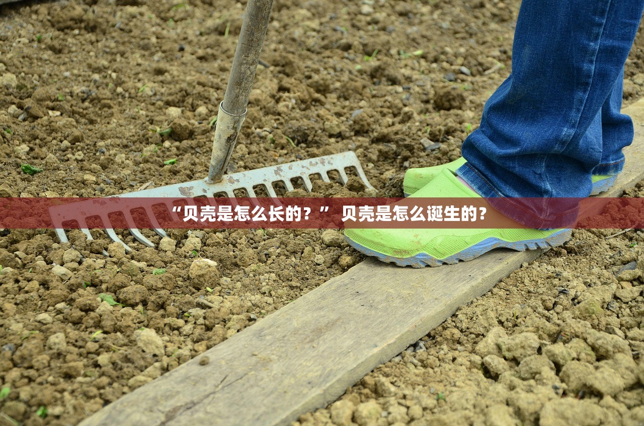 “贝壳是怎么长的？	” 贝壳是怎么诞生的？