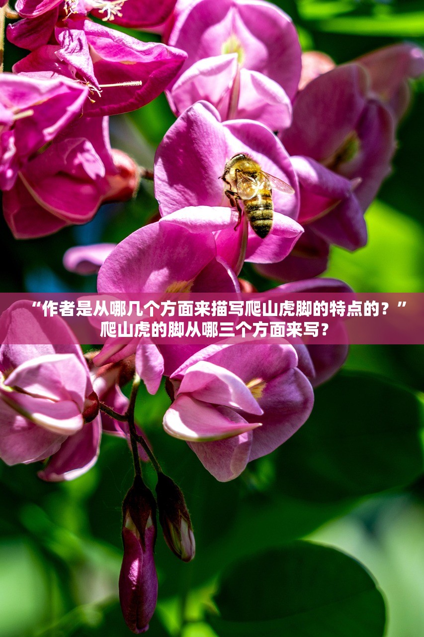“作者是从哪几个方面来描写爬山虎脚的特点的？” 爬山虎的脚从哪三个方面来写？