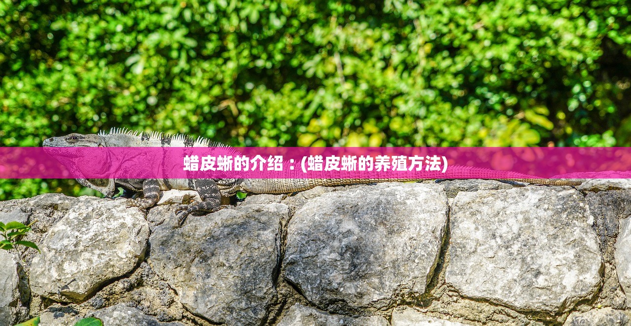 蜡皮蜥的介绍︰(蜡皮蜥的养殖方法)