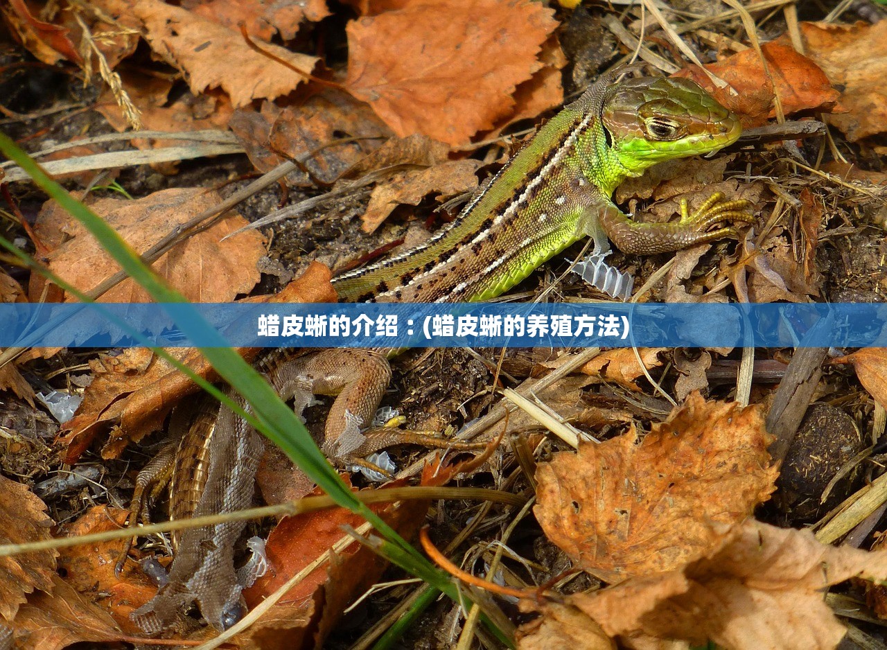 蜡皮蜥的介绍︰(蜡皮蜥的养殖方法)