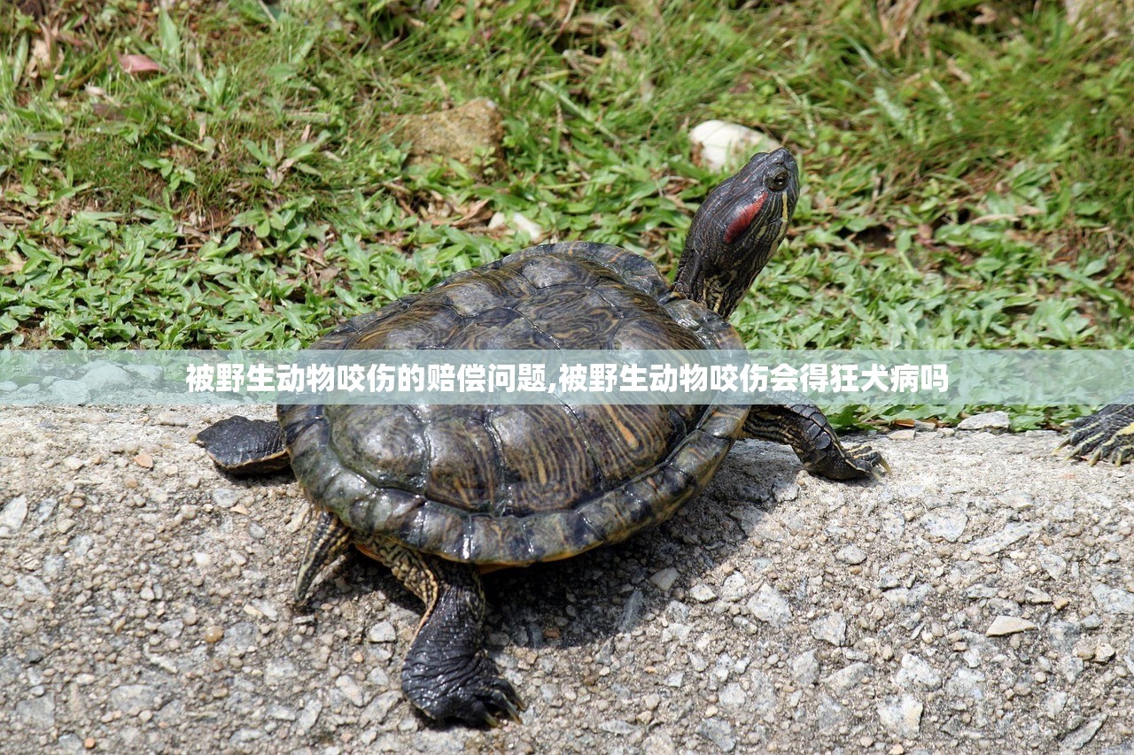 被野生动物咬伤的赔偿问题,被野生动物咬伤会得狂犬病吗