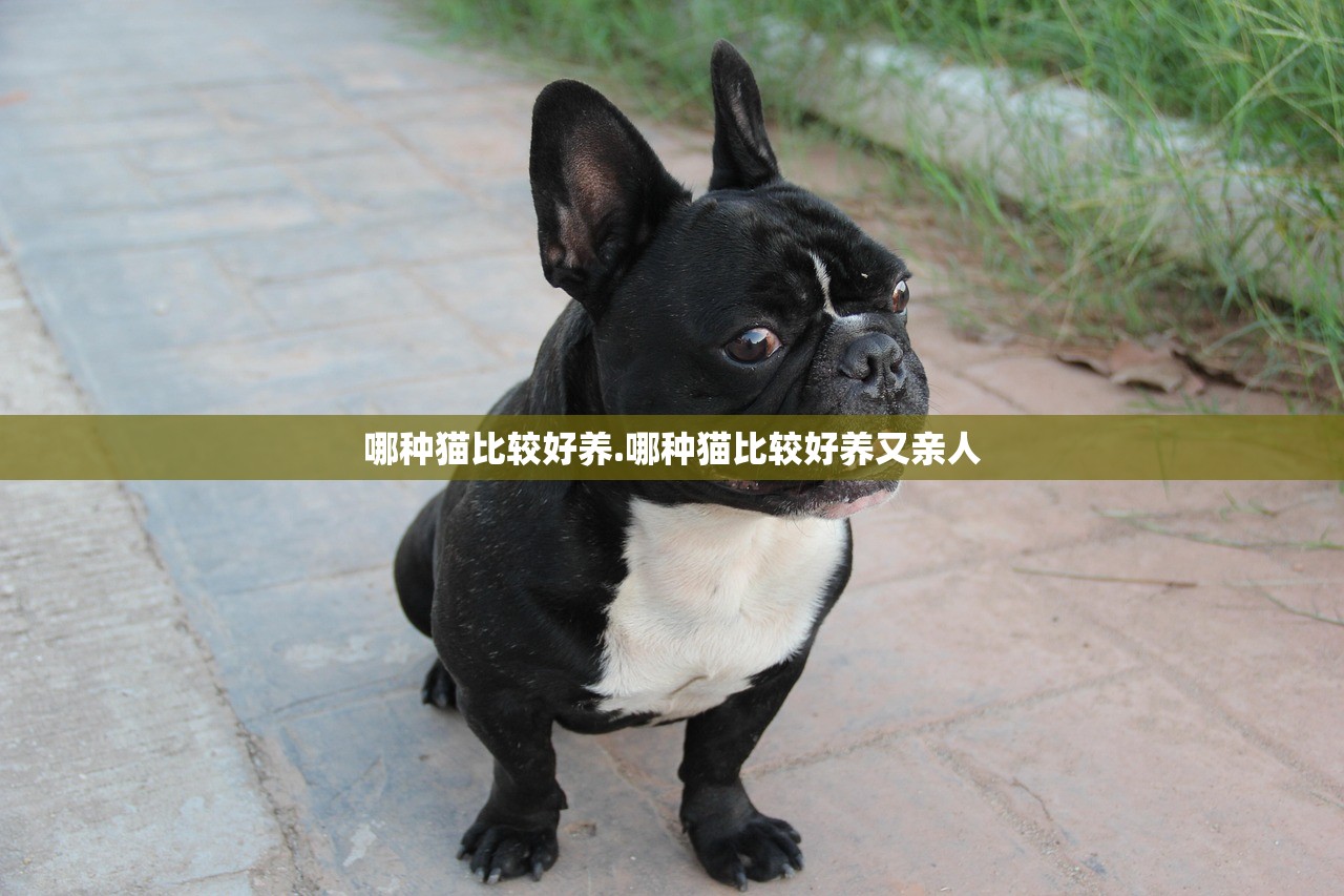 哪种猫比较好养.哪种猫比较好养又亲人 哪种猫比较好养.哪种猫比较好养又亲人