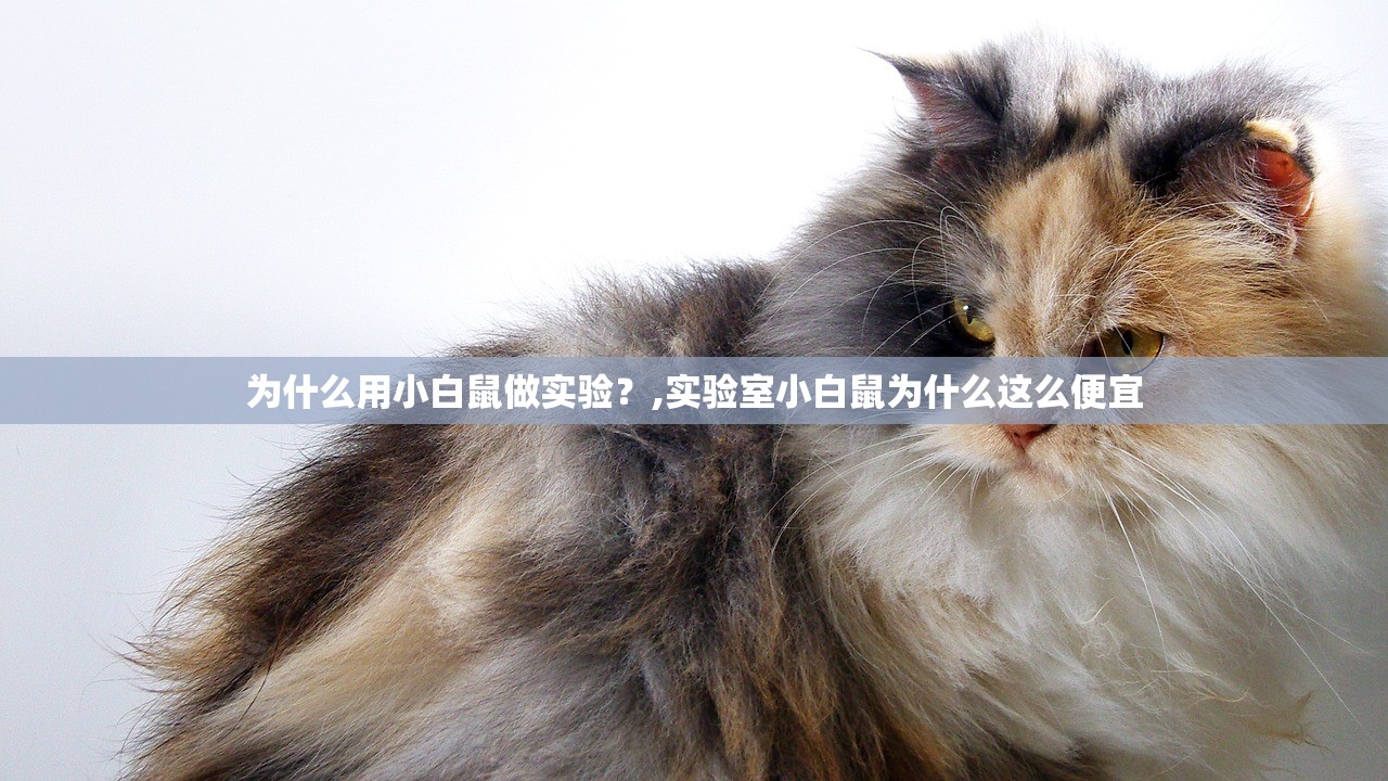 为什么用小白鼠做实验?,实验室小白鼠为什么这么便宜 为什么用小白鼠做实验?,实验室小白鼠为什么这么便宜