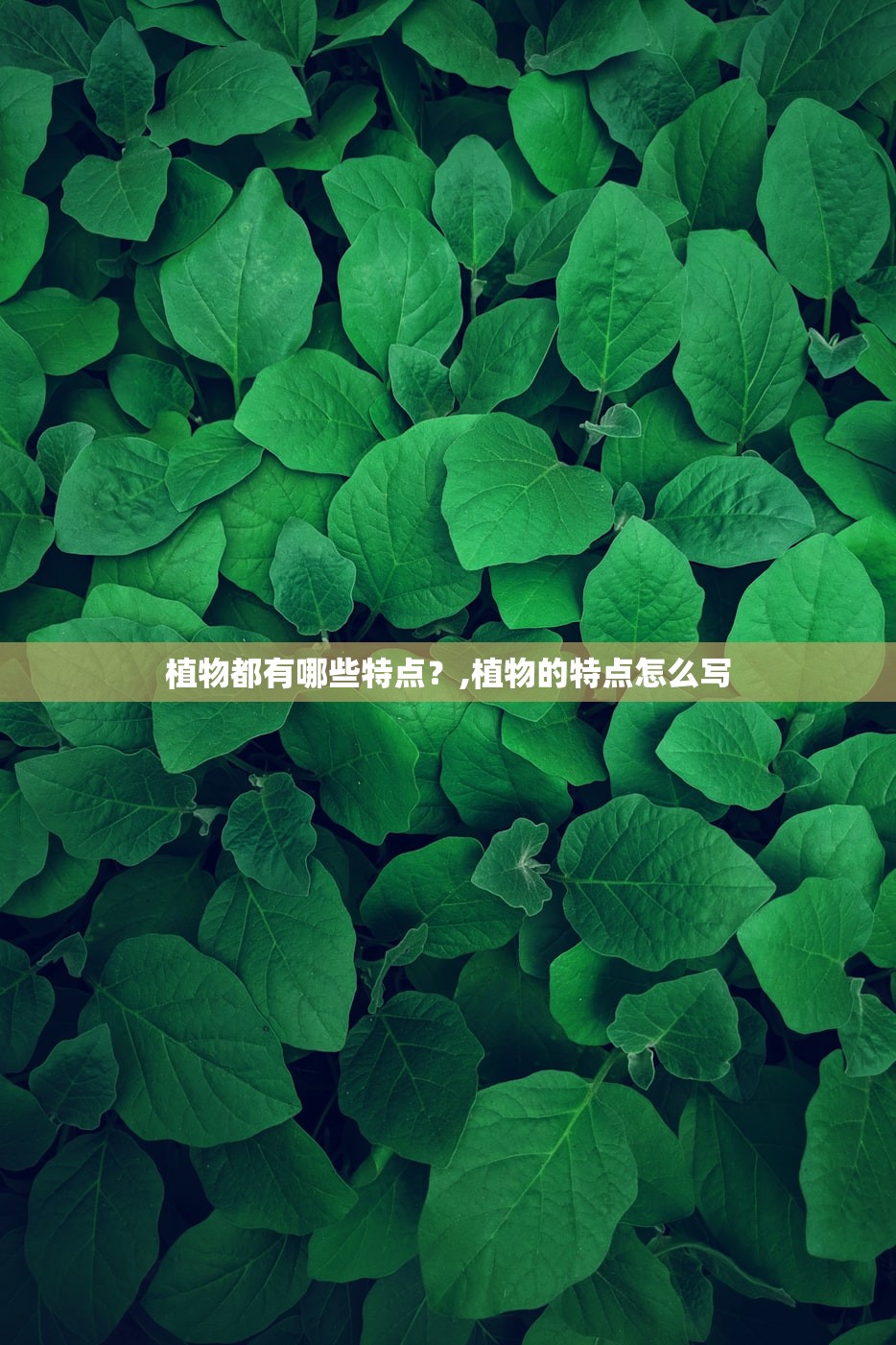 植物都有哪些特点？,植物的特点怎么写
