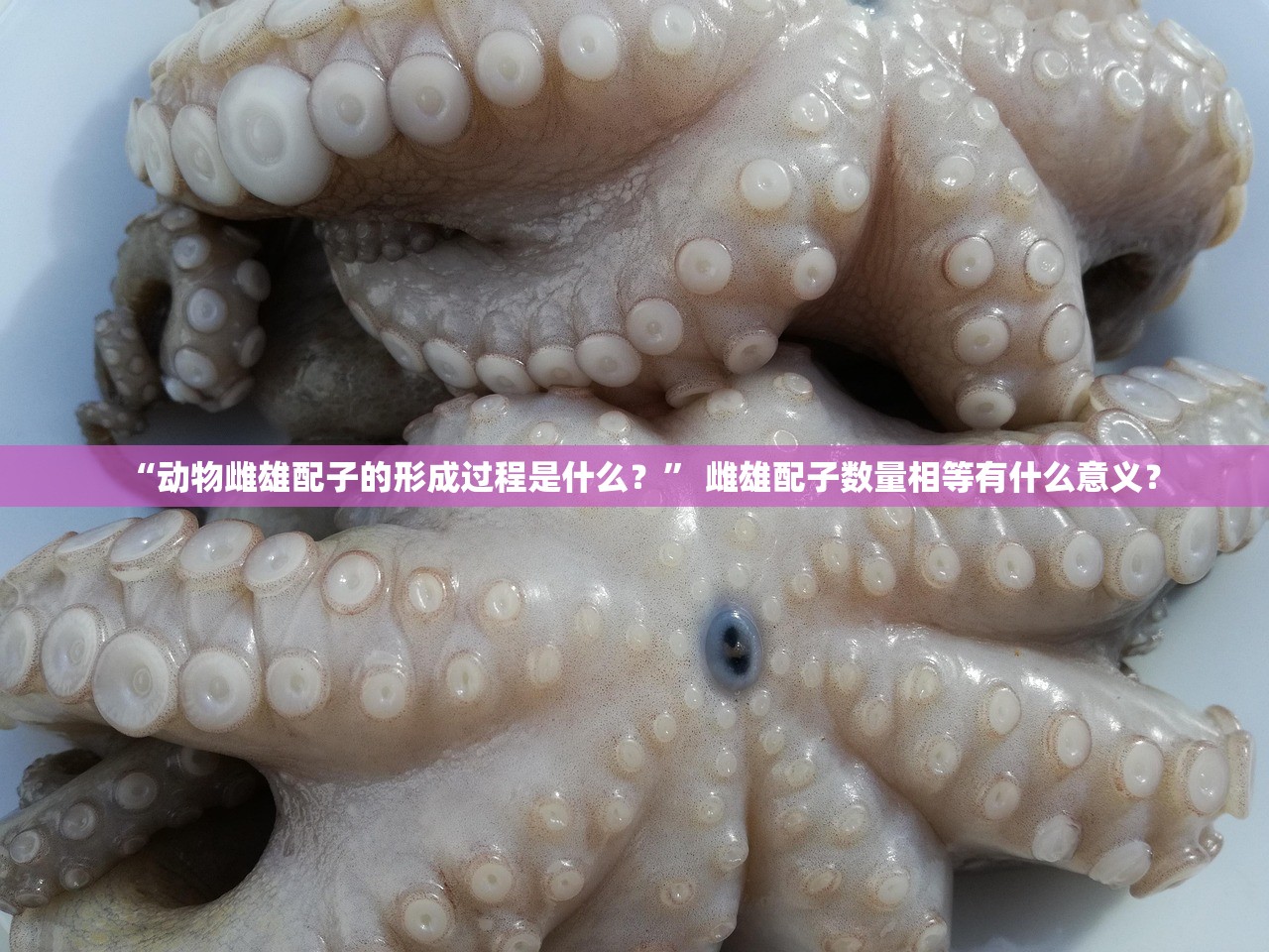 “动物雌雄配子的形成过程是什么？” 雌雄配子数量相等有什么意义？