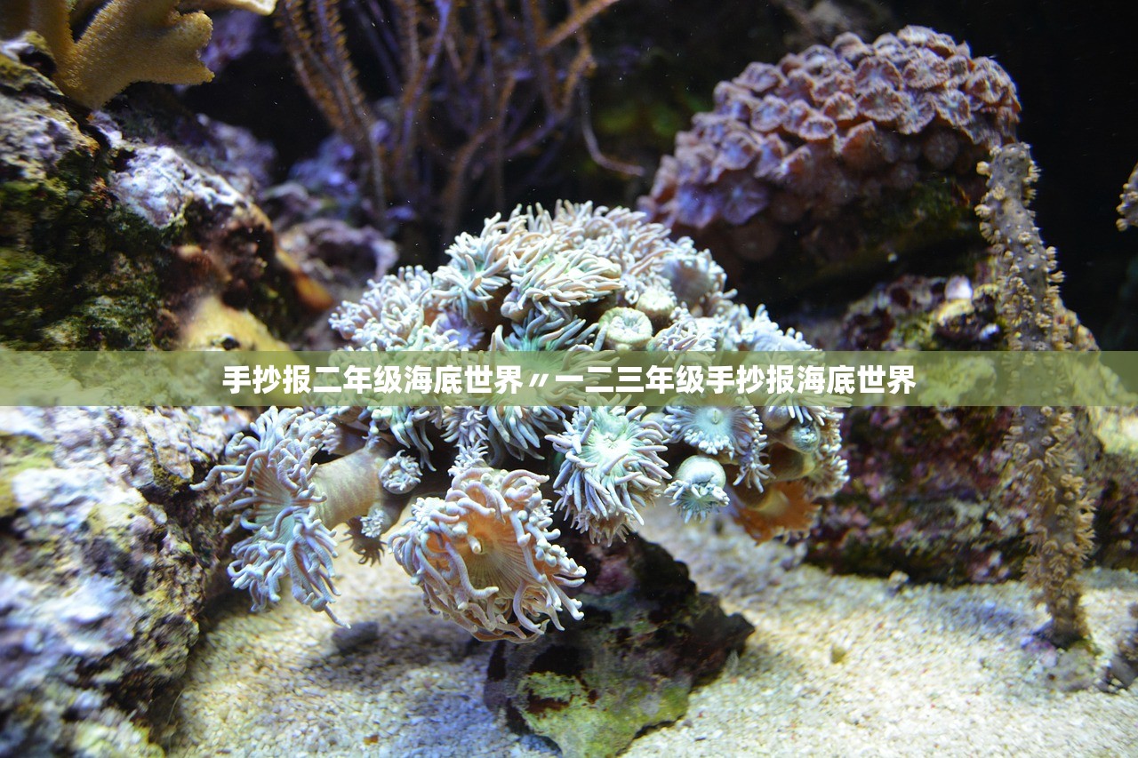 手抄报二年级海底世界〃一二三年级手抄报海底世界