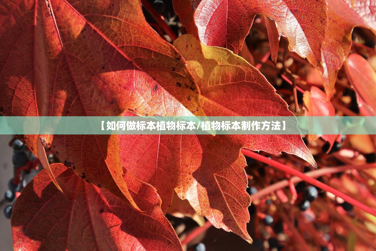 【如何做标本植物标本/植物标本制作方法】